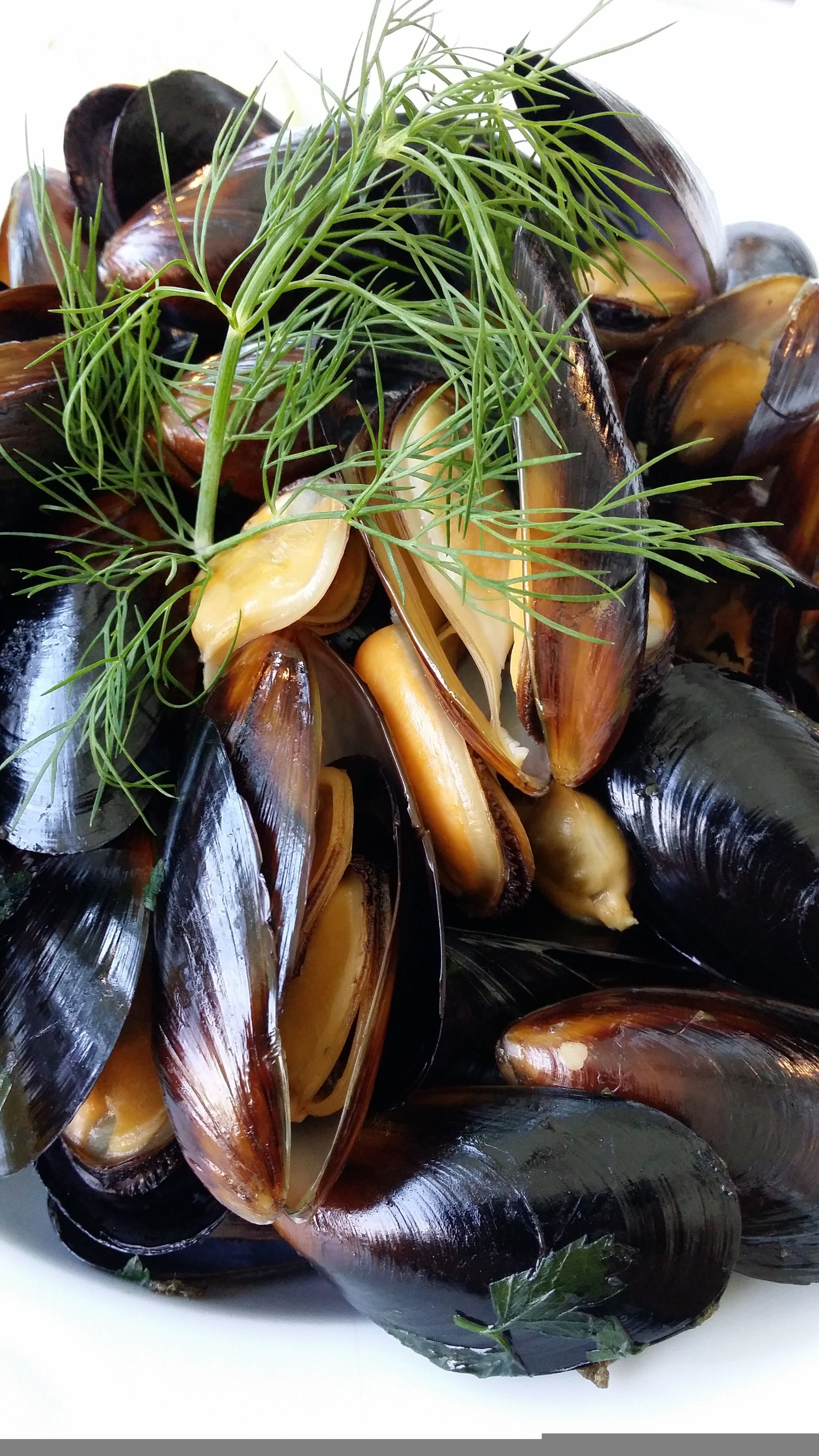 Muscheltage in Dagebüll