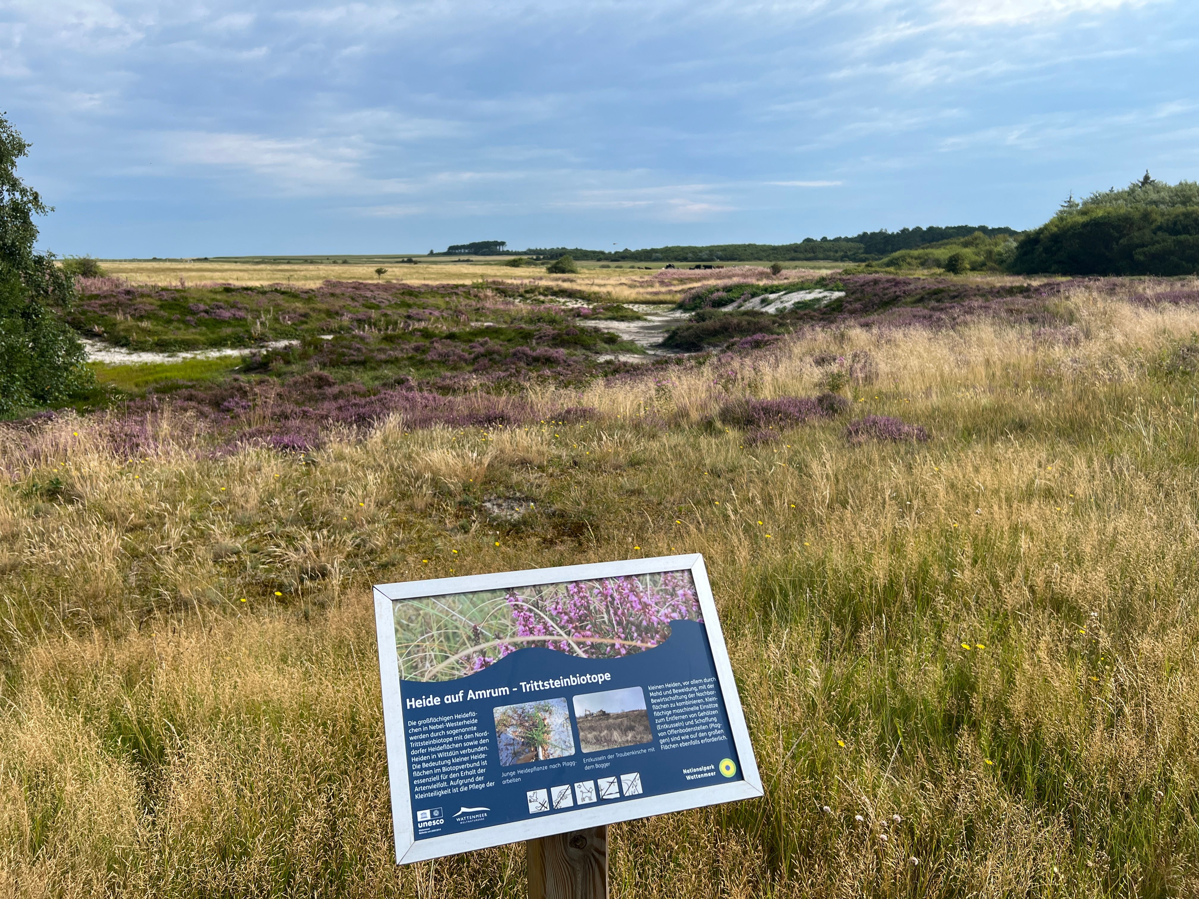 Eine weite Heidelandschaft auf Amrum, im Vordergrund steht eine Informationstafel für den Heidelehrpfad.
