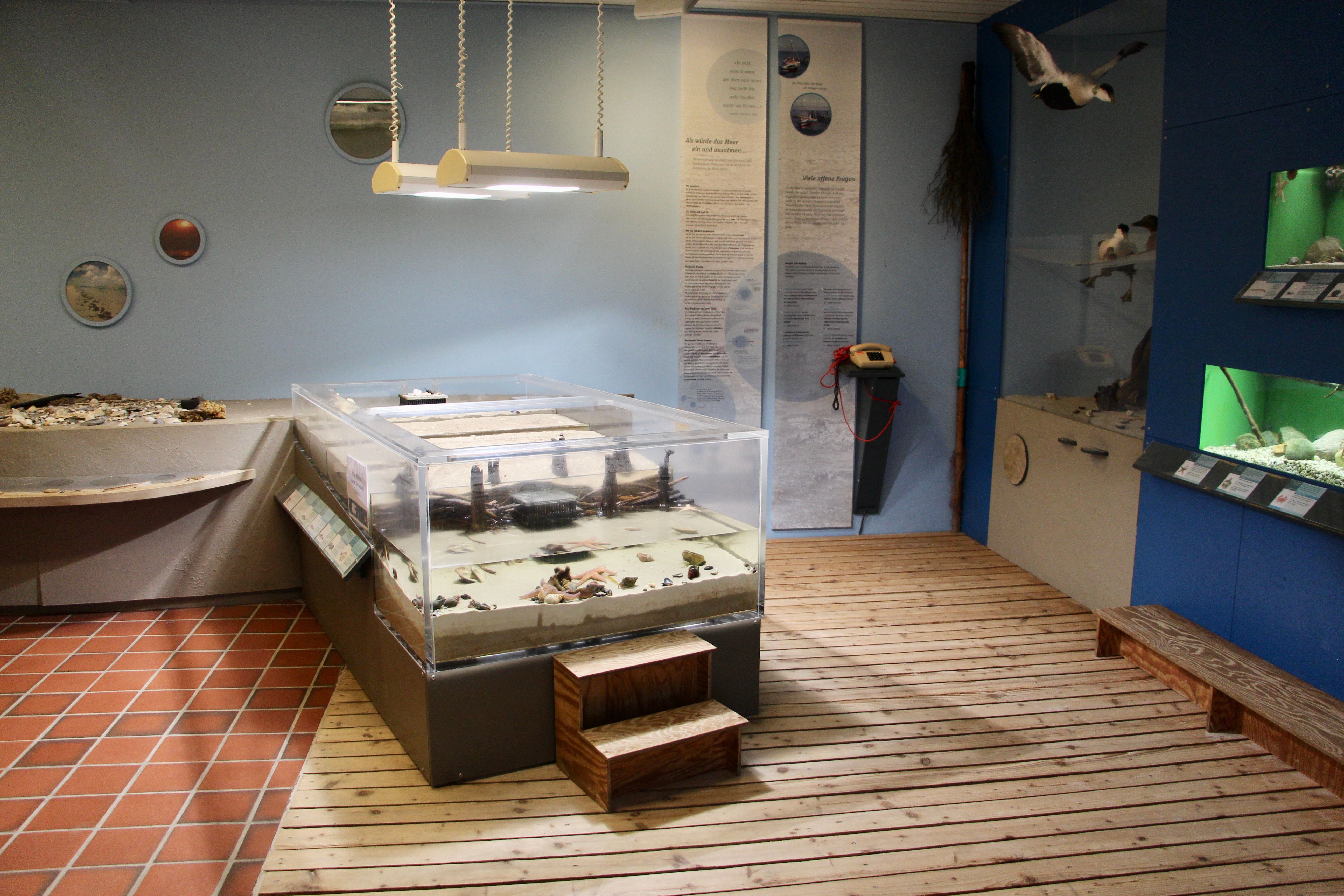 Norddorf, Naturzentrum Amrum - Aquarium