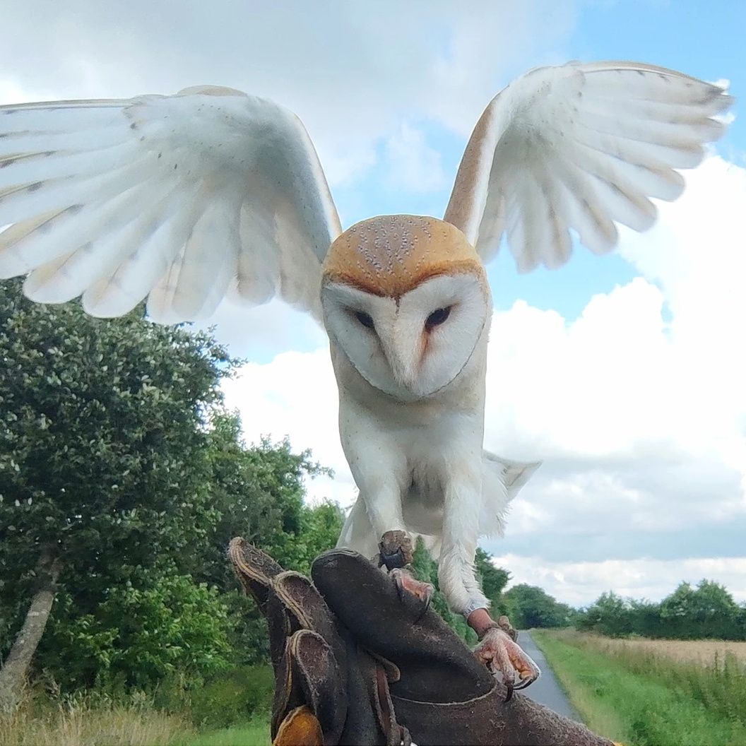 Nordseetourismus: Naturzeit mit Greifvogel und Eule