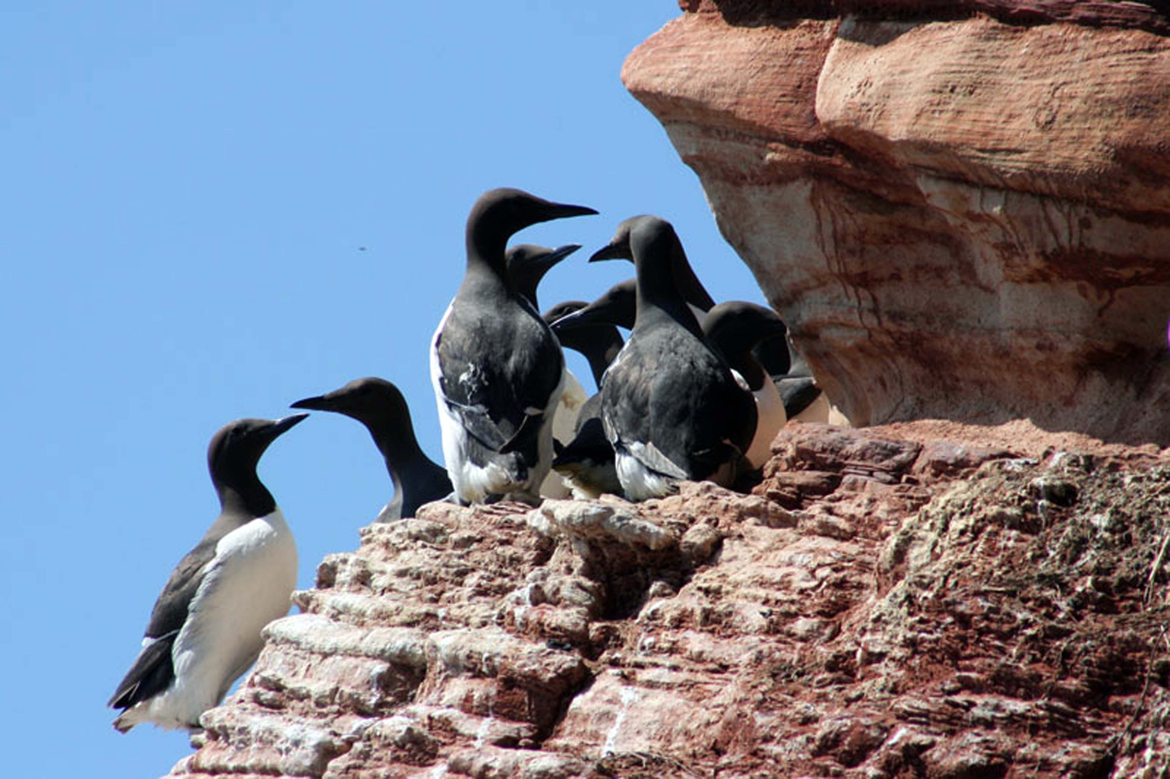 Trottellummen auf Helgoland