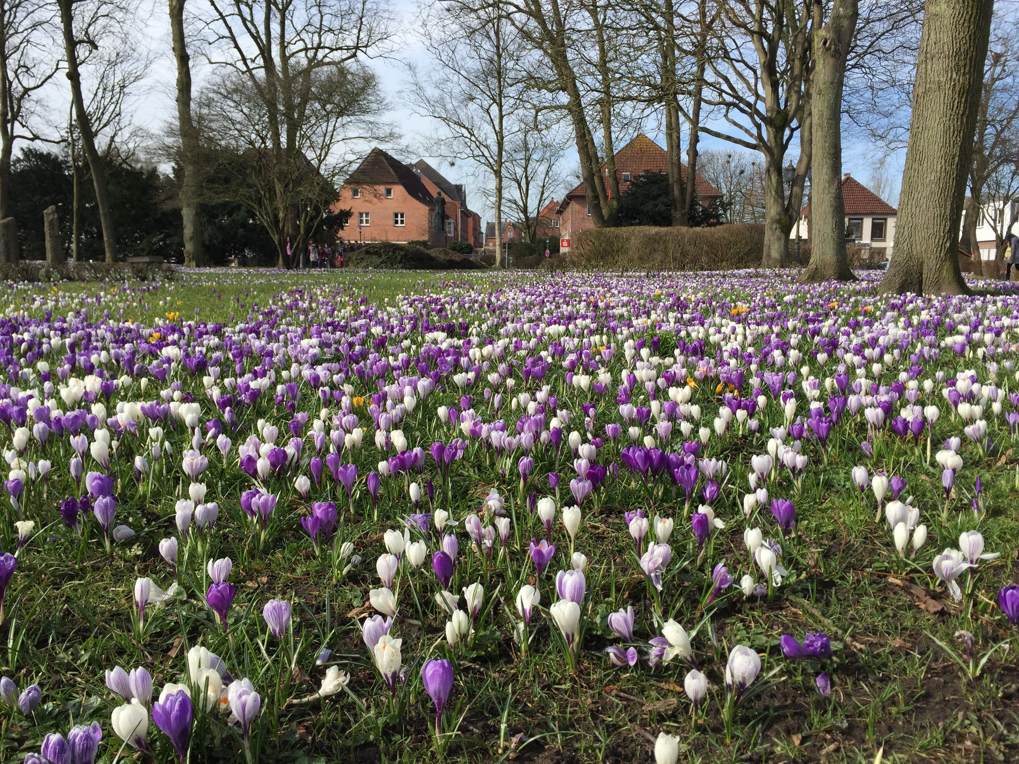Bunte Krokusse im Schlosspark von Tönning