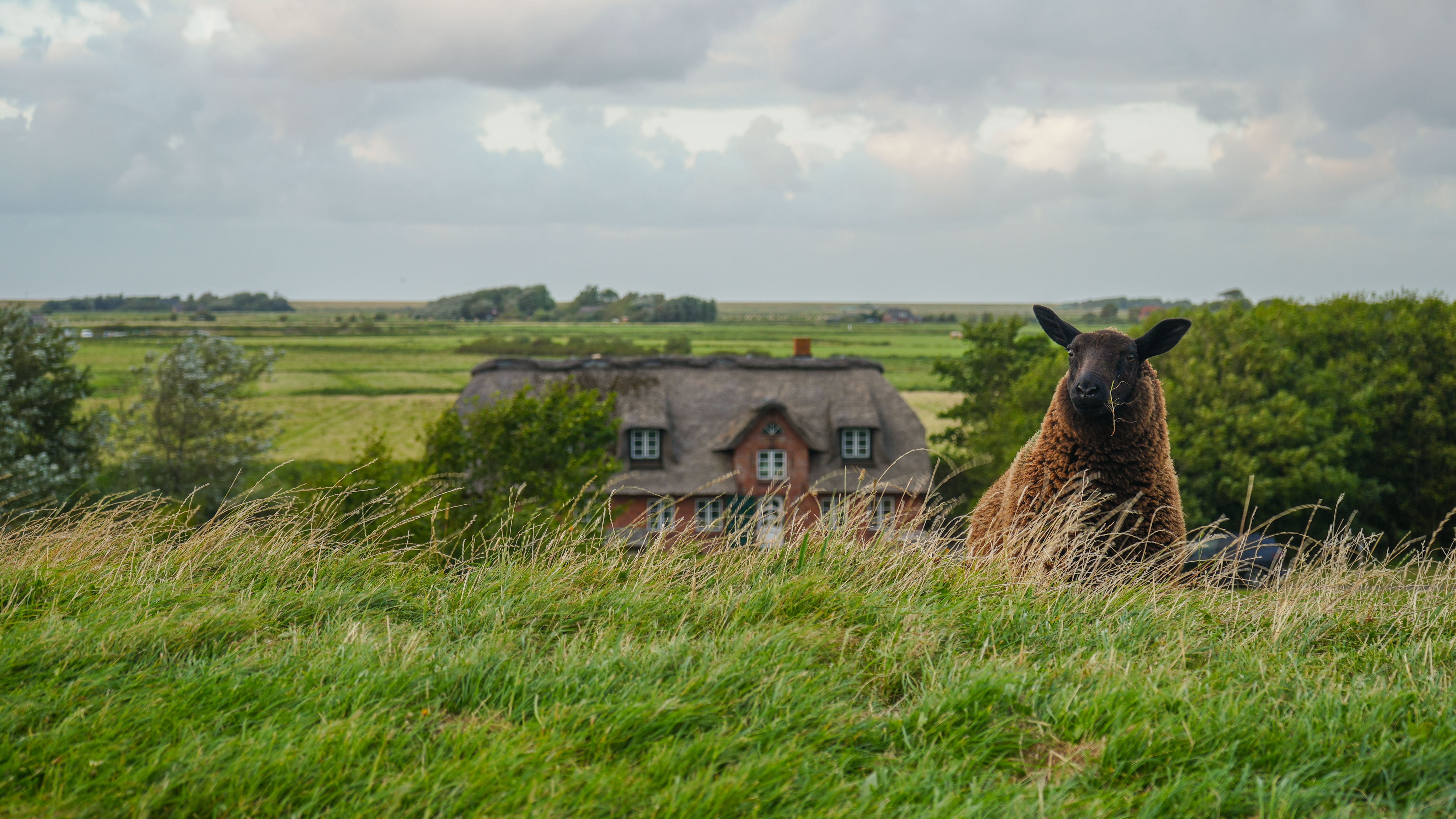 Blick über die weite, grüne Landschaft auf Eiderstedt