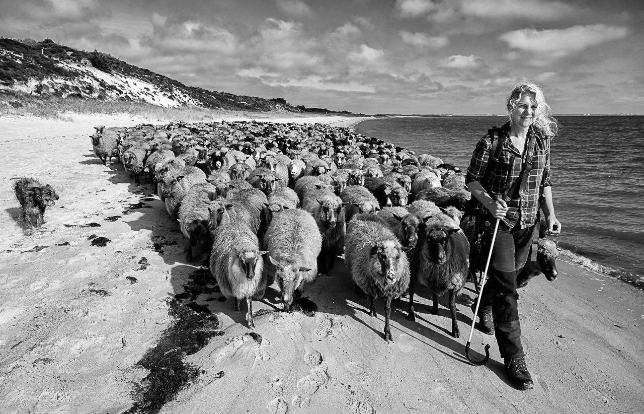 Schäferin läuft mit ihren Schafen am Strand entlang