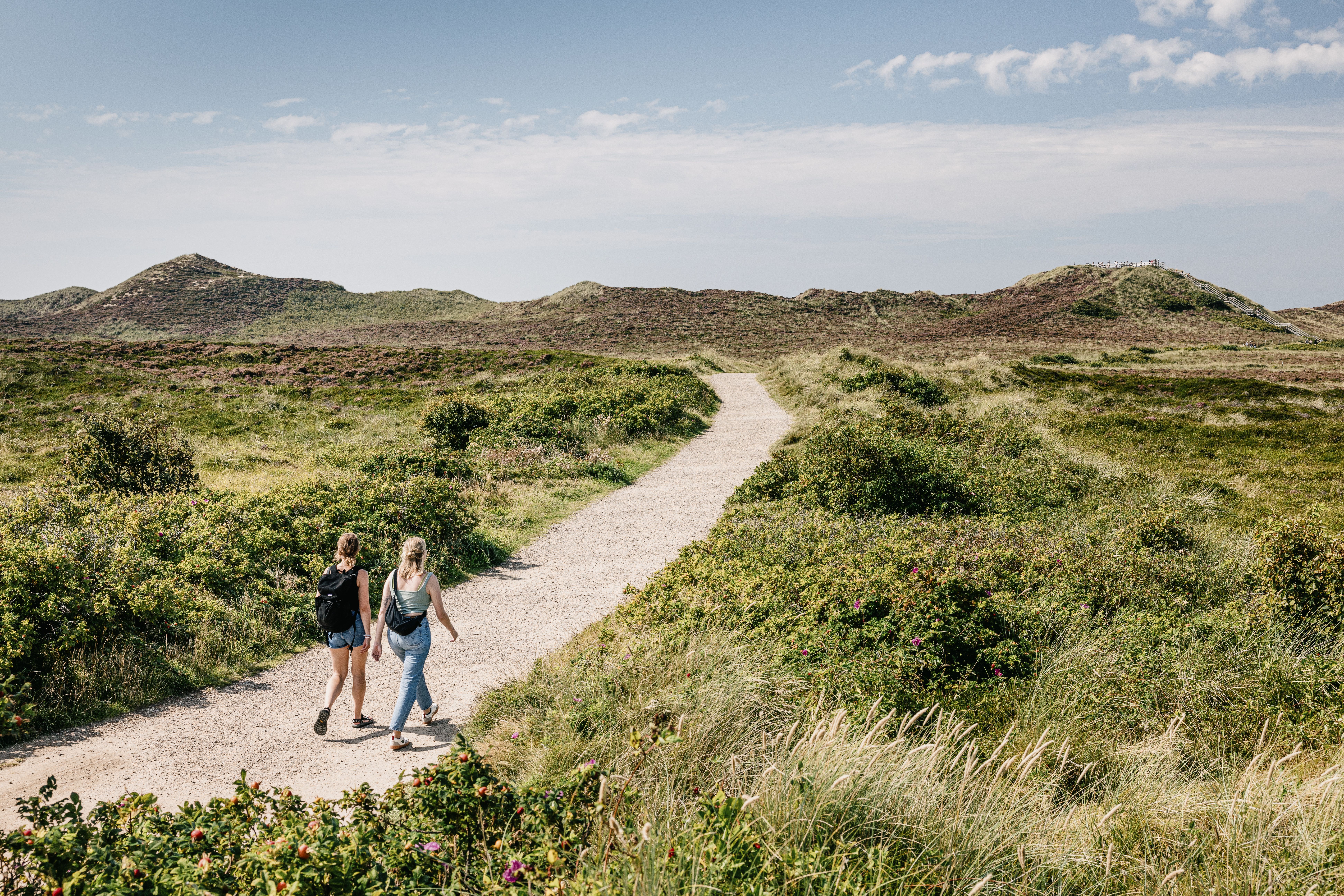 Zwei Frauen wandern durch die Heide- und Dünenlandschaft Kampens auf hohe Sylter Dünen zu - Foto: Nordseeküste Nordfriesland | Markus Rohrbacher