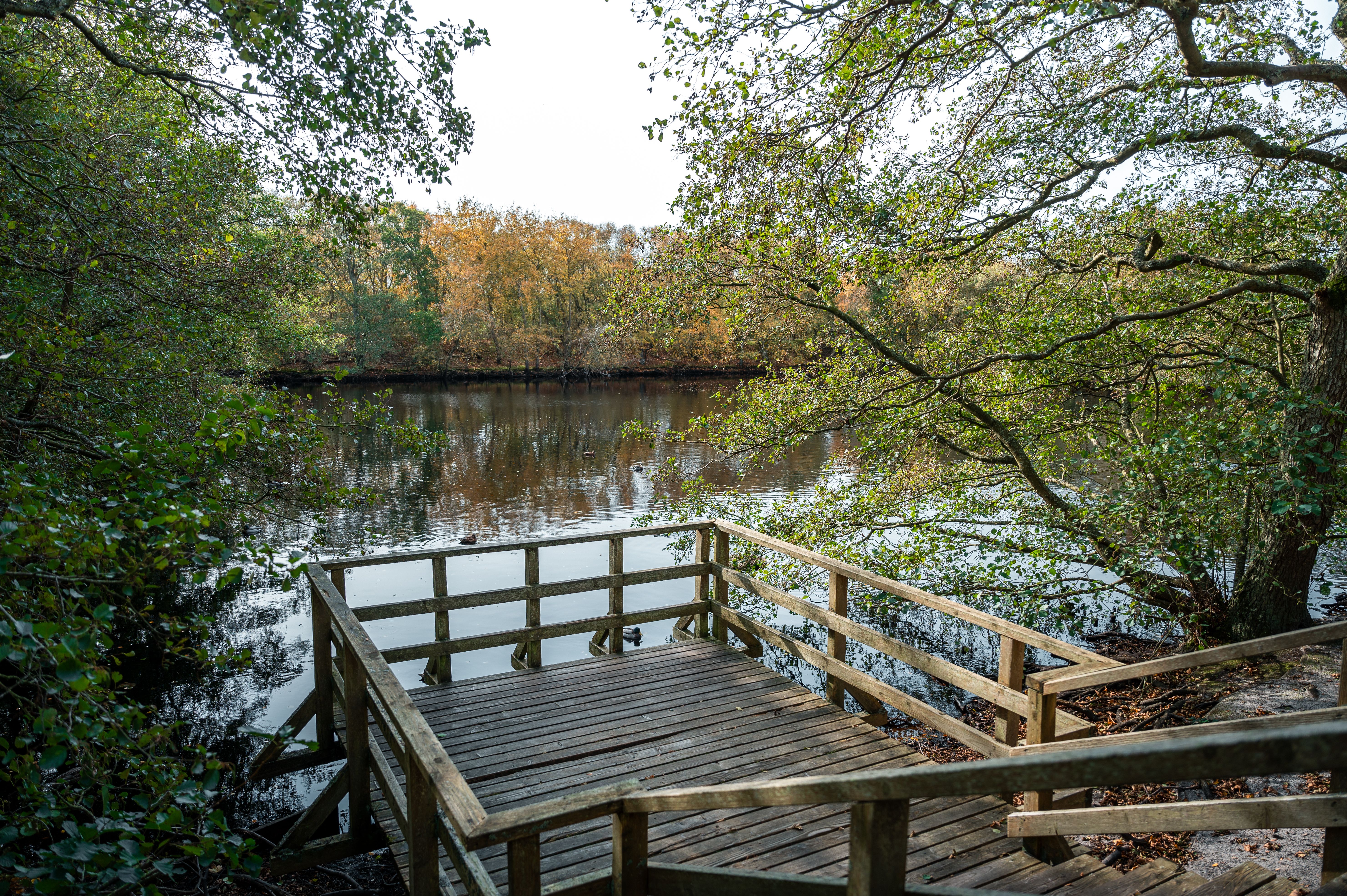 Kojensee im Herbst