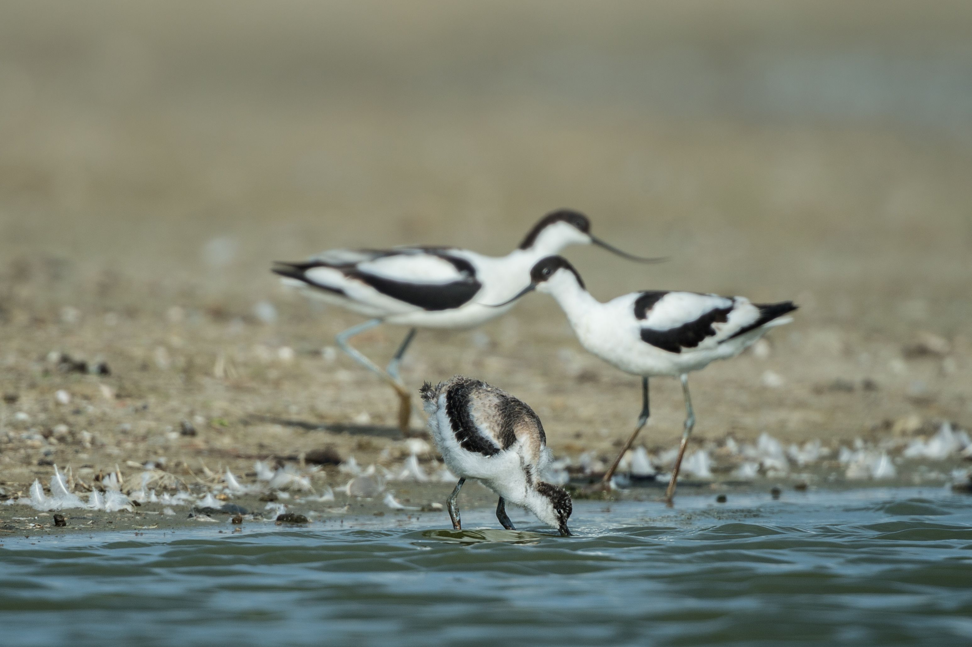 Eine Säbelschnäbler-Familie steht am Flutsaum während ihr Junges im Wasser nach Nahrung sucht - Foto: Föhr Tourismus GmbH/Peter Hering