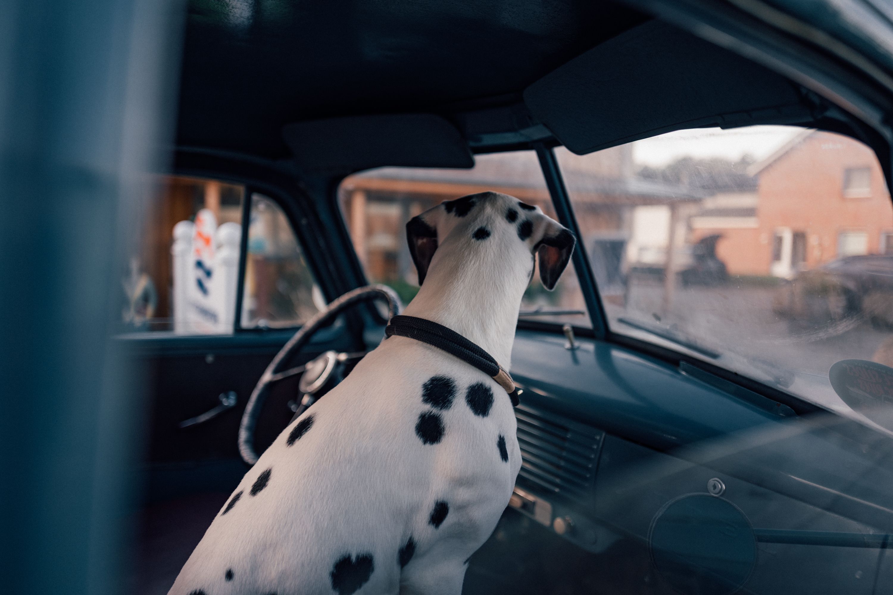 Hund sitzt auf dem Beifahrersitz eines Autos