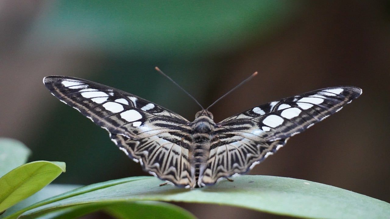 Ein Schmetterling sitzt auf einem Blatt