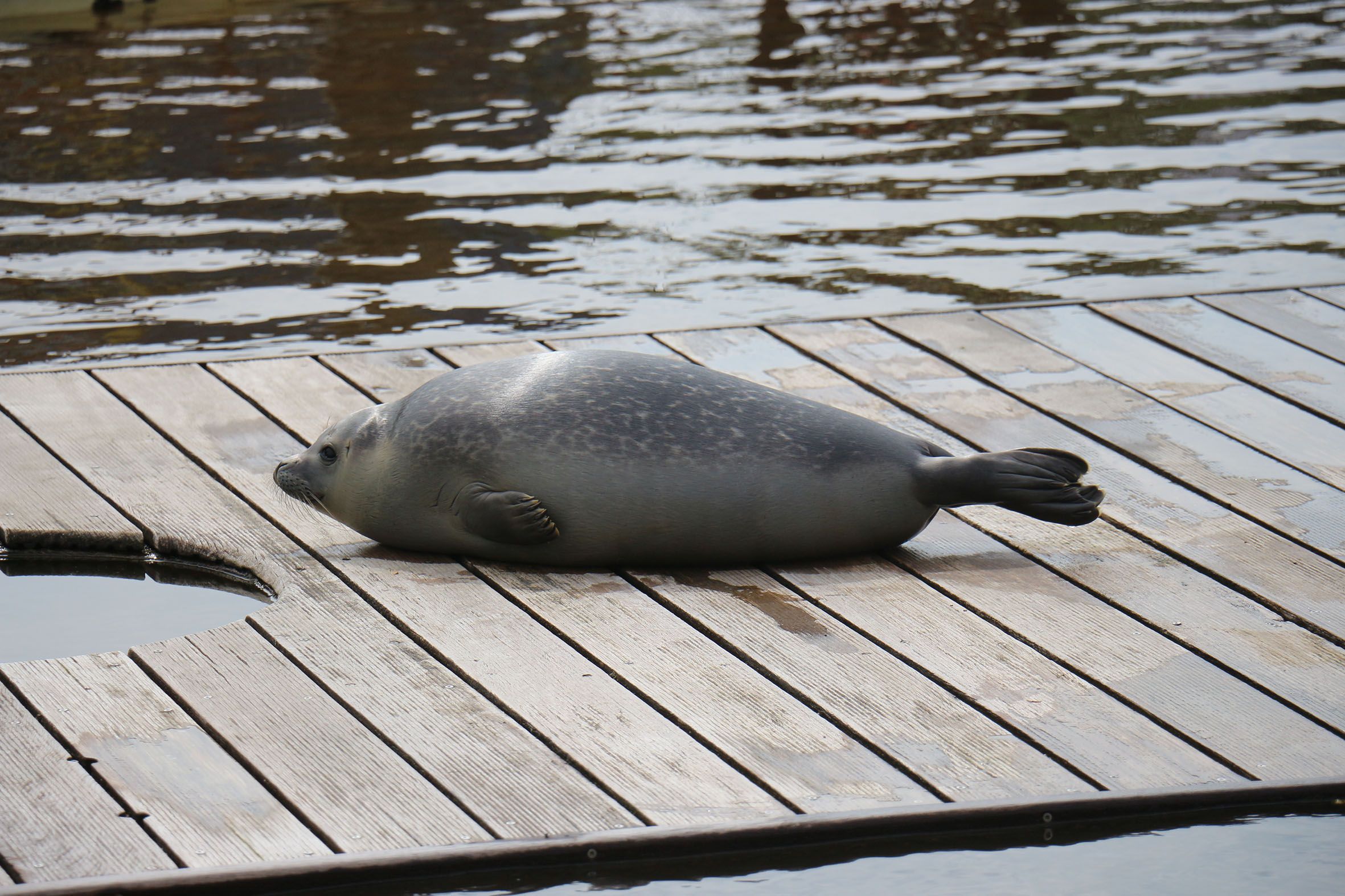 Ein junger Seehund liegt von rechts nach links auf einem Holzsteg am Wasser im Westküstenpark. 