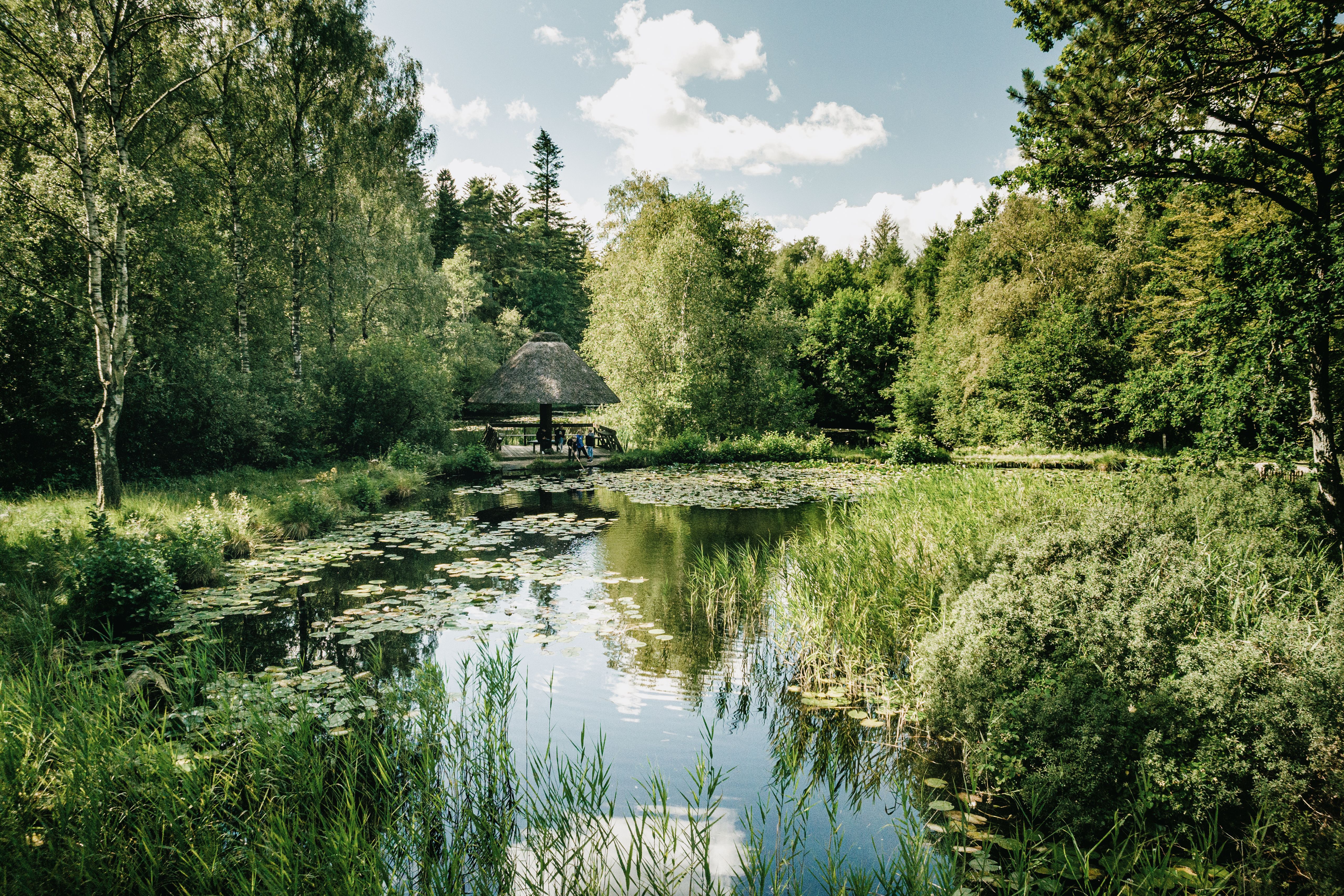 Blick über den Teich im Langenberger Forst