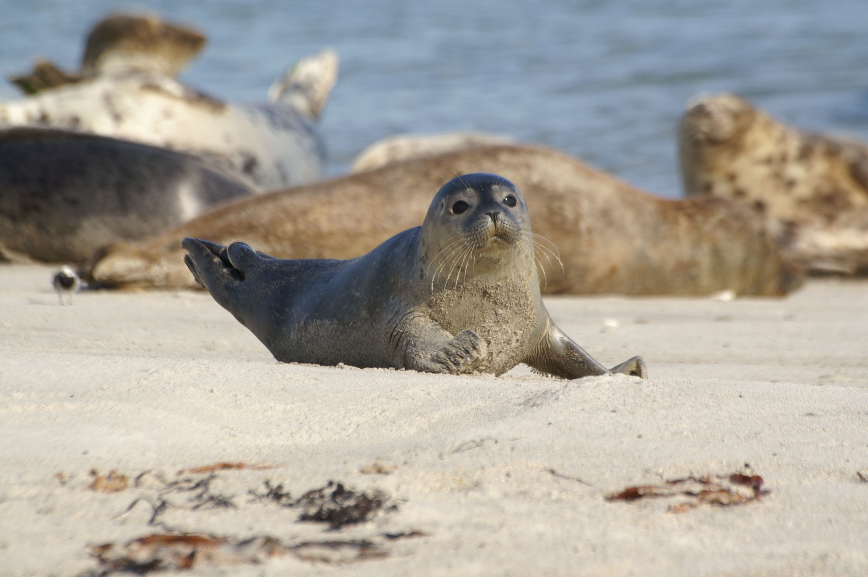 Seehunde und Kegelrobben liegen am Strand der Helgoländer Düne