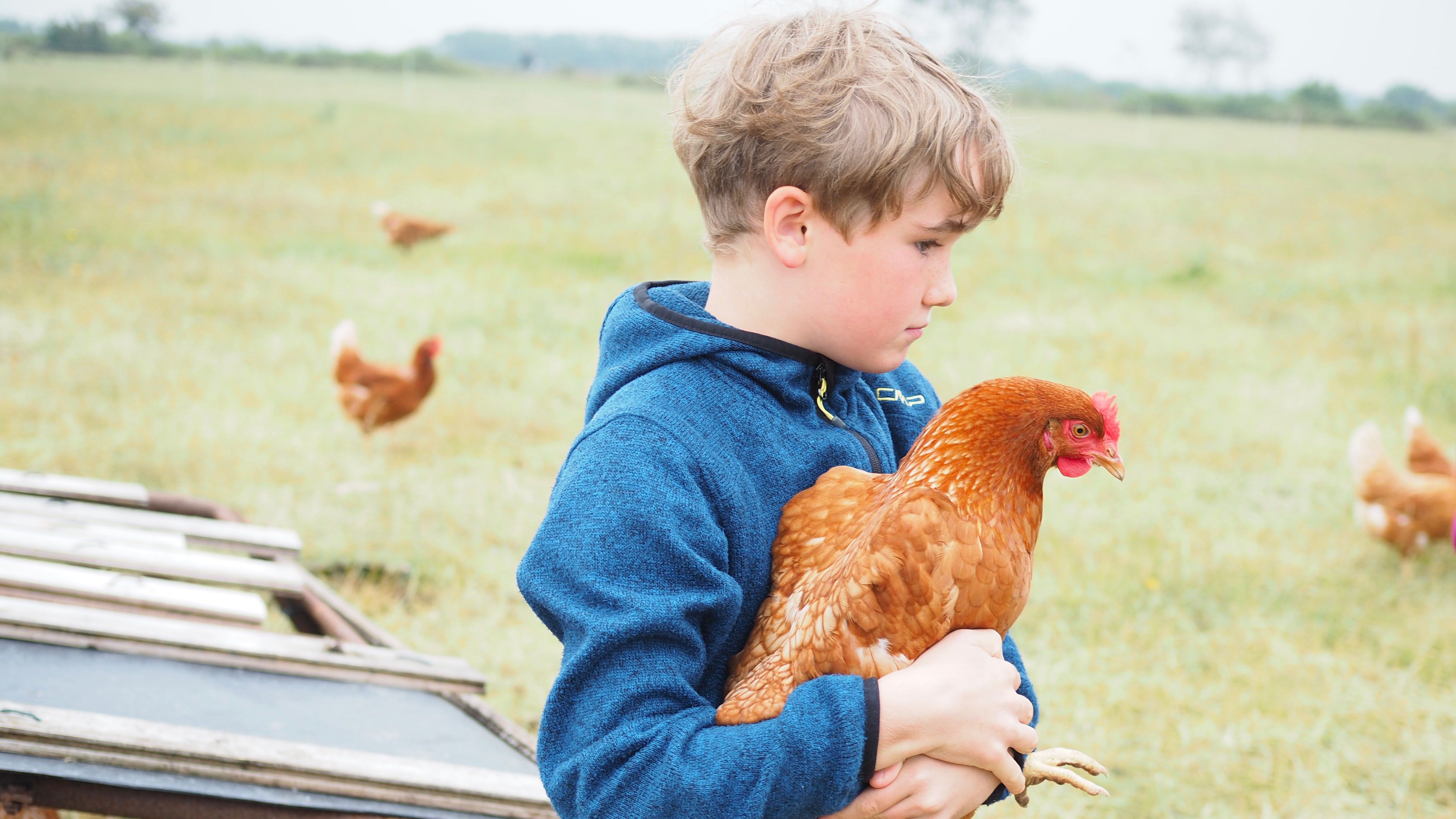 ein Junge in blauer Jacke trägt auf einem Hühnergelände ein braunes Huhn. - Föhr Tourismus GmbH | Till Stubenrauch