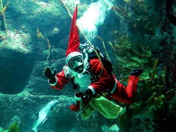 Ein Taucher als Nikolaus taucht im Becken der Fische
