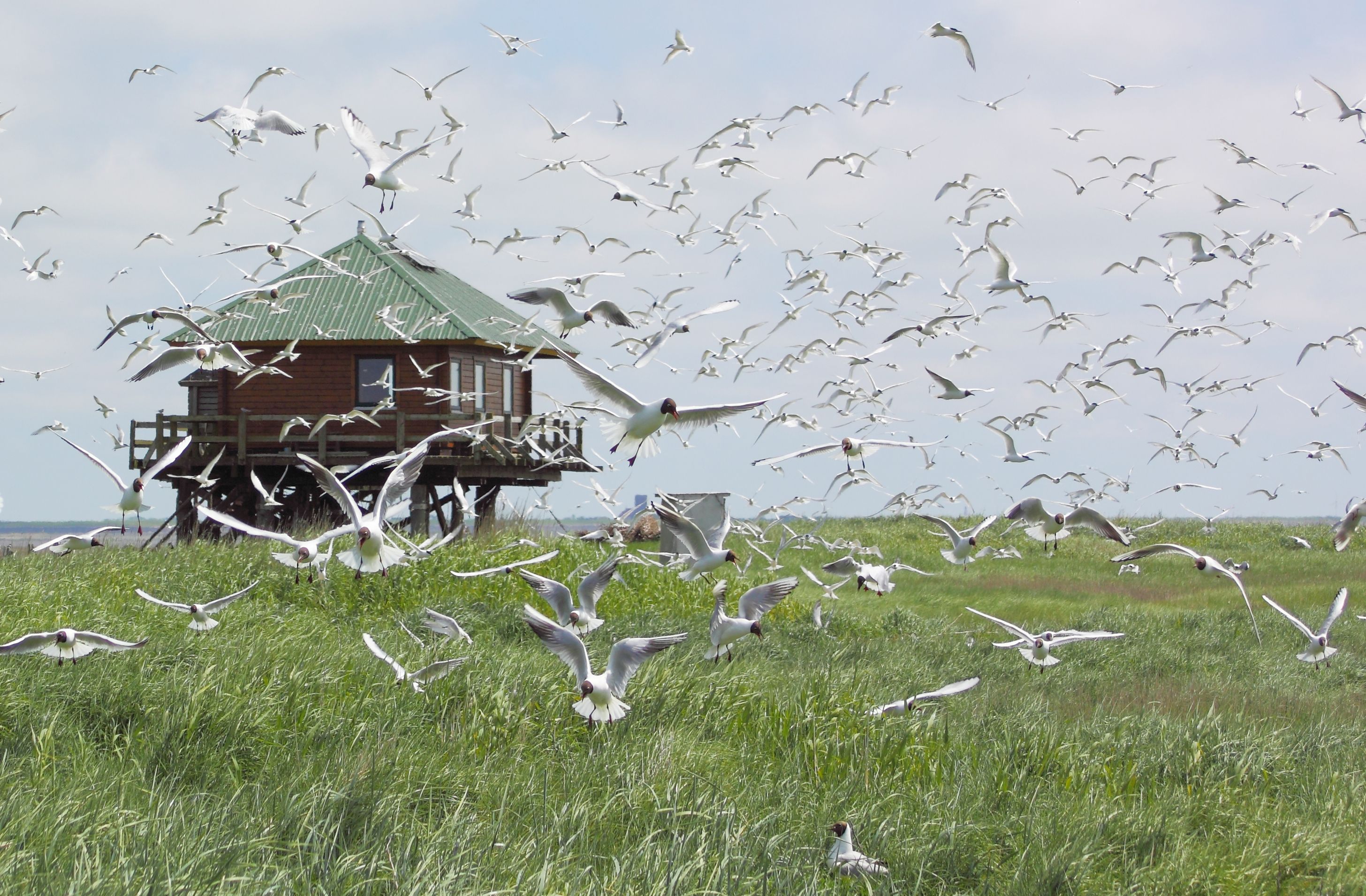 Vor einer auf Pfählen aufgestellte Beobachtungshütte auf der grünen Hallig Norderoog fliegt ein großer Flock weißer Seeschwalben auf.