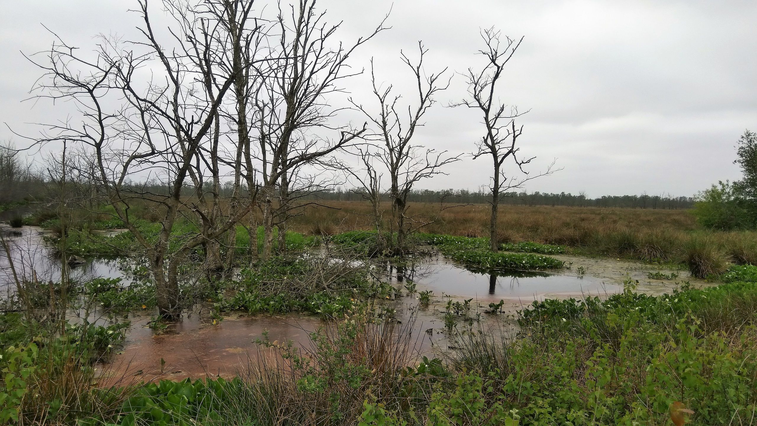Offenbütteler Moor