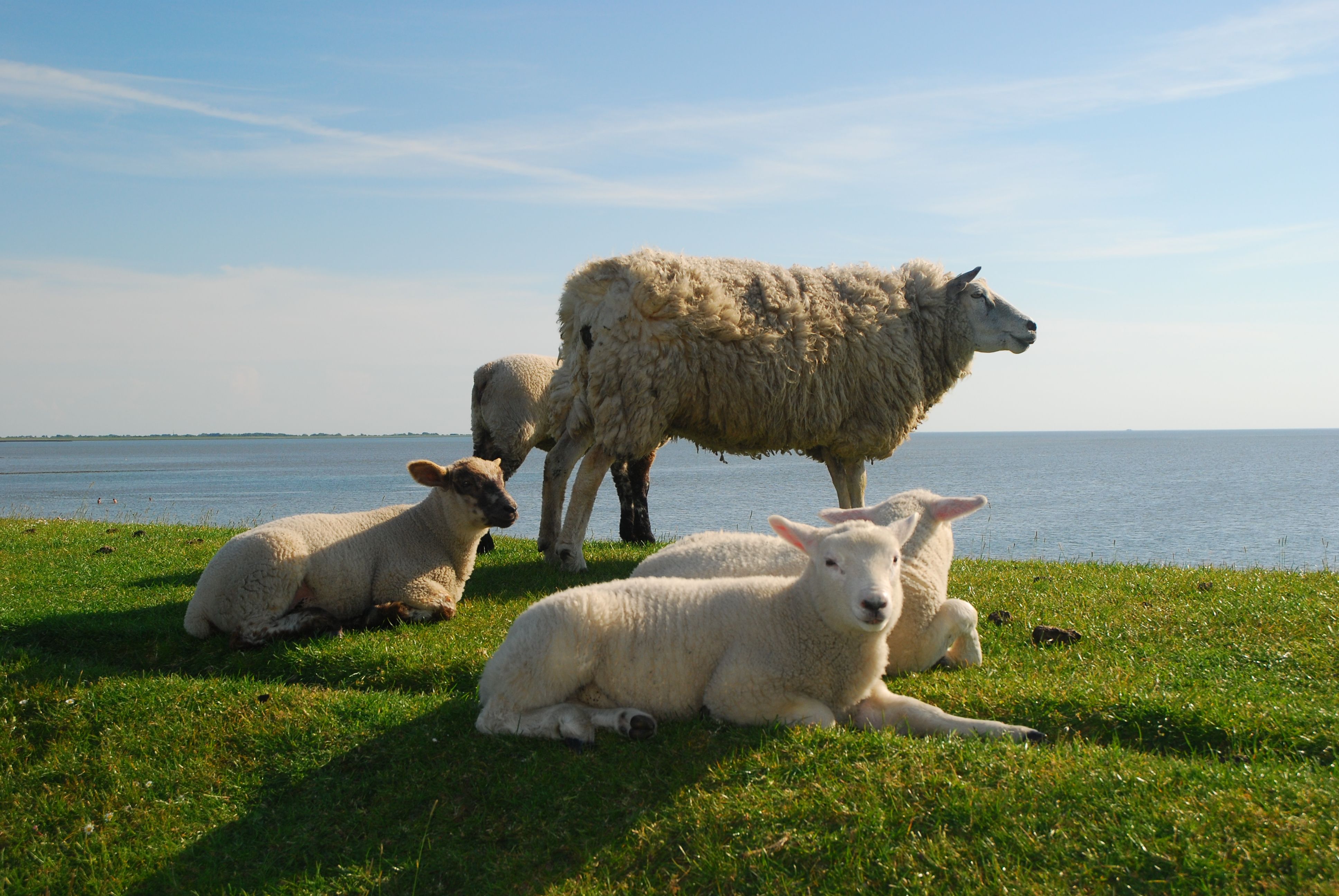 Schafe auf dem Deich