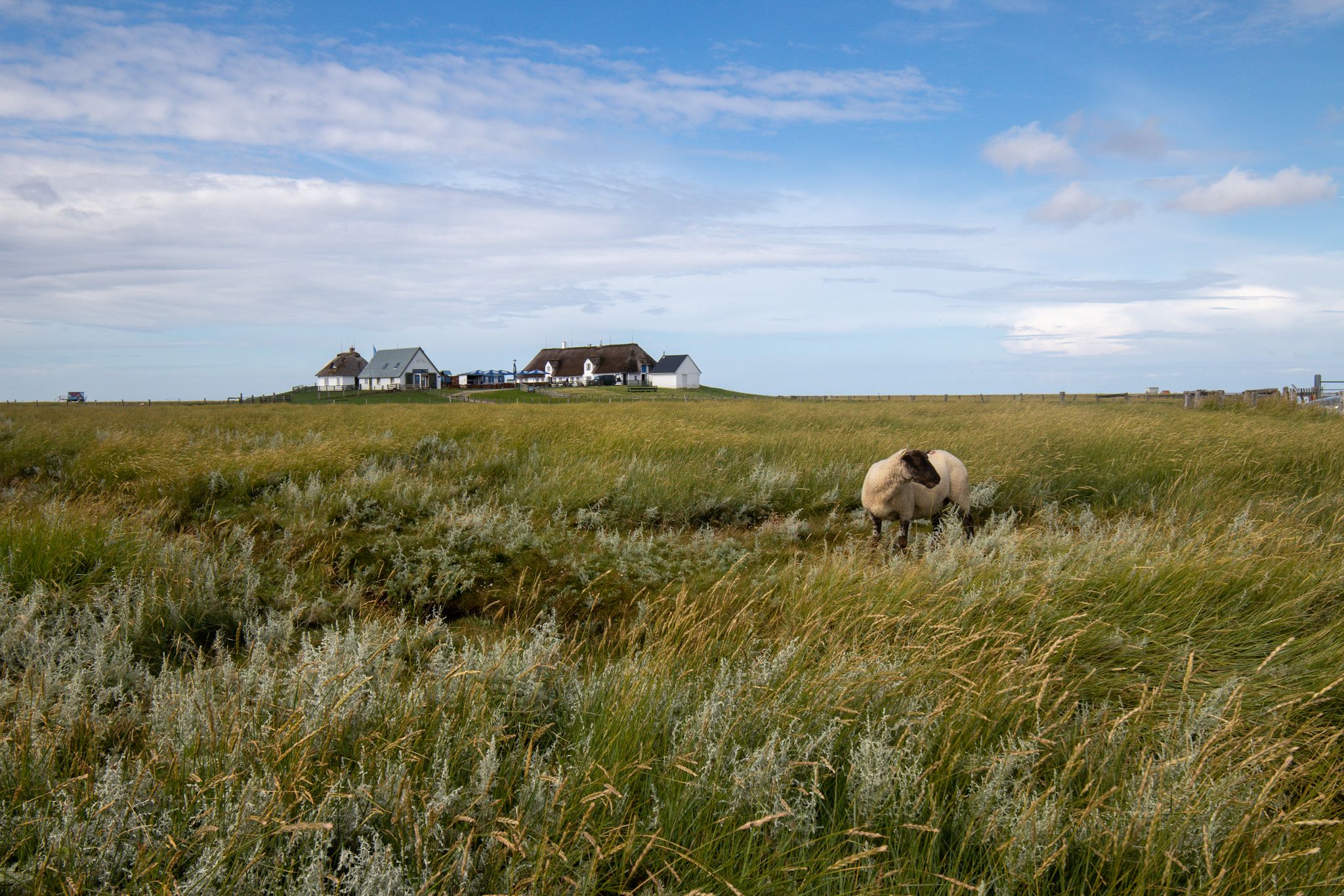 Hallig Hooge