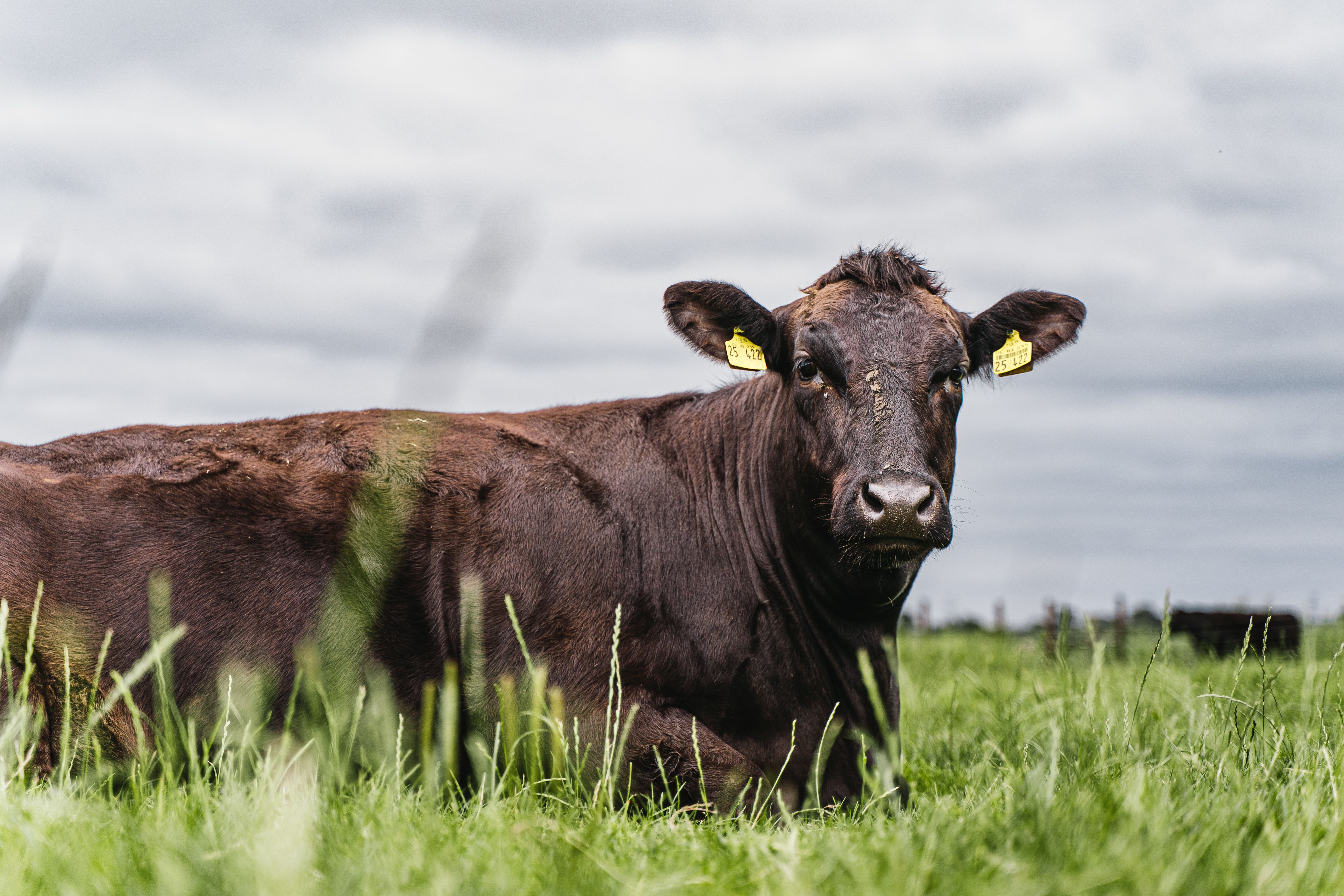 Ein Wagyu Rind liegt entspannt auf der Weide und guckt in die Kamera. Im Hintergrund gräuliche Wolken.