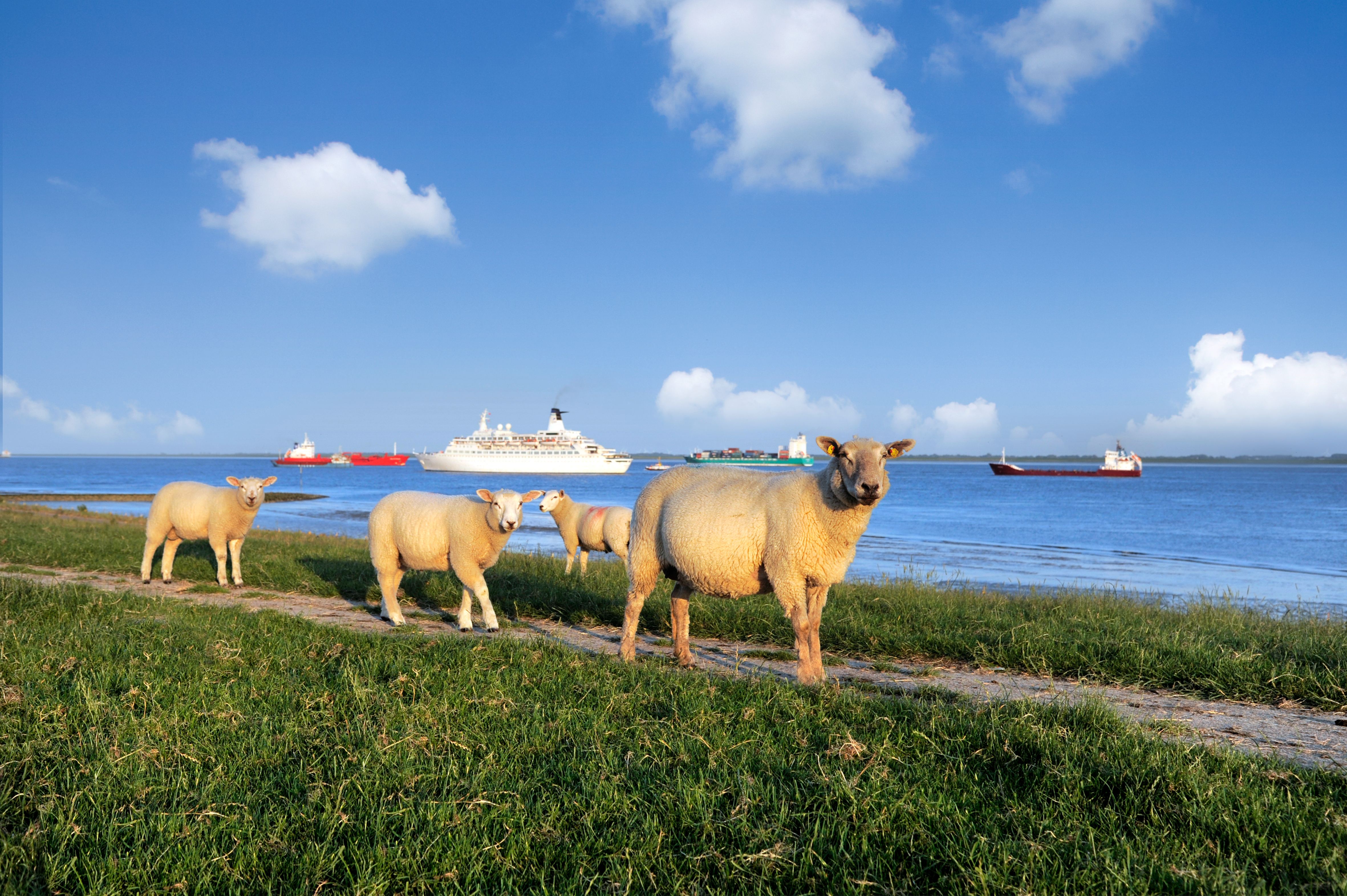 Schafe auf dem Deich an der Elbe