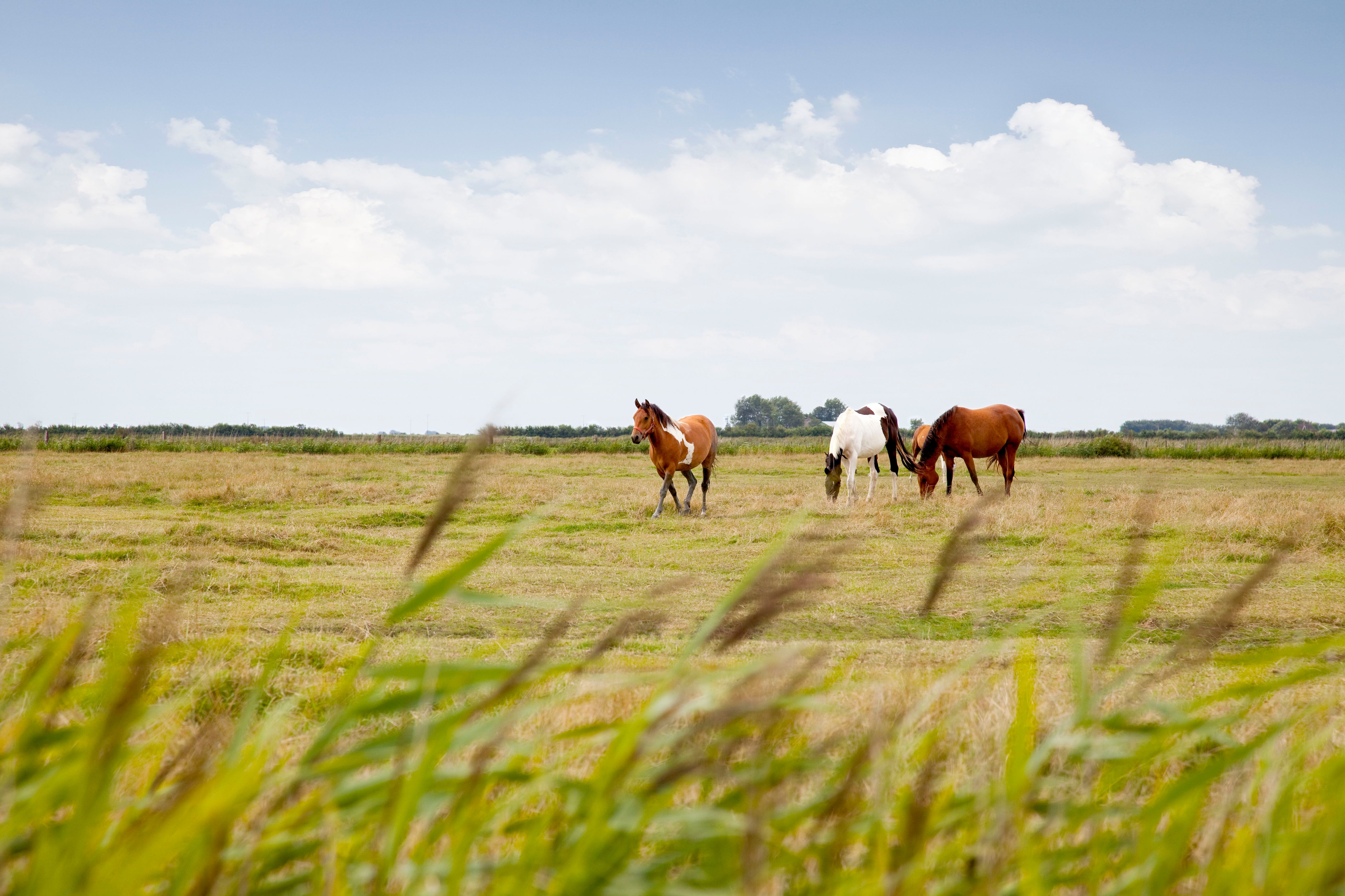Pferdevergnügen auf der Insel Föhr