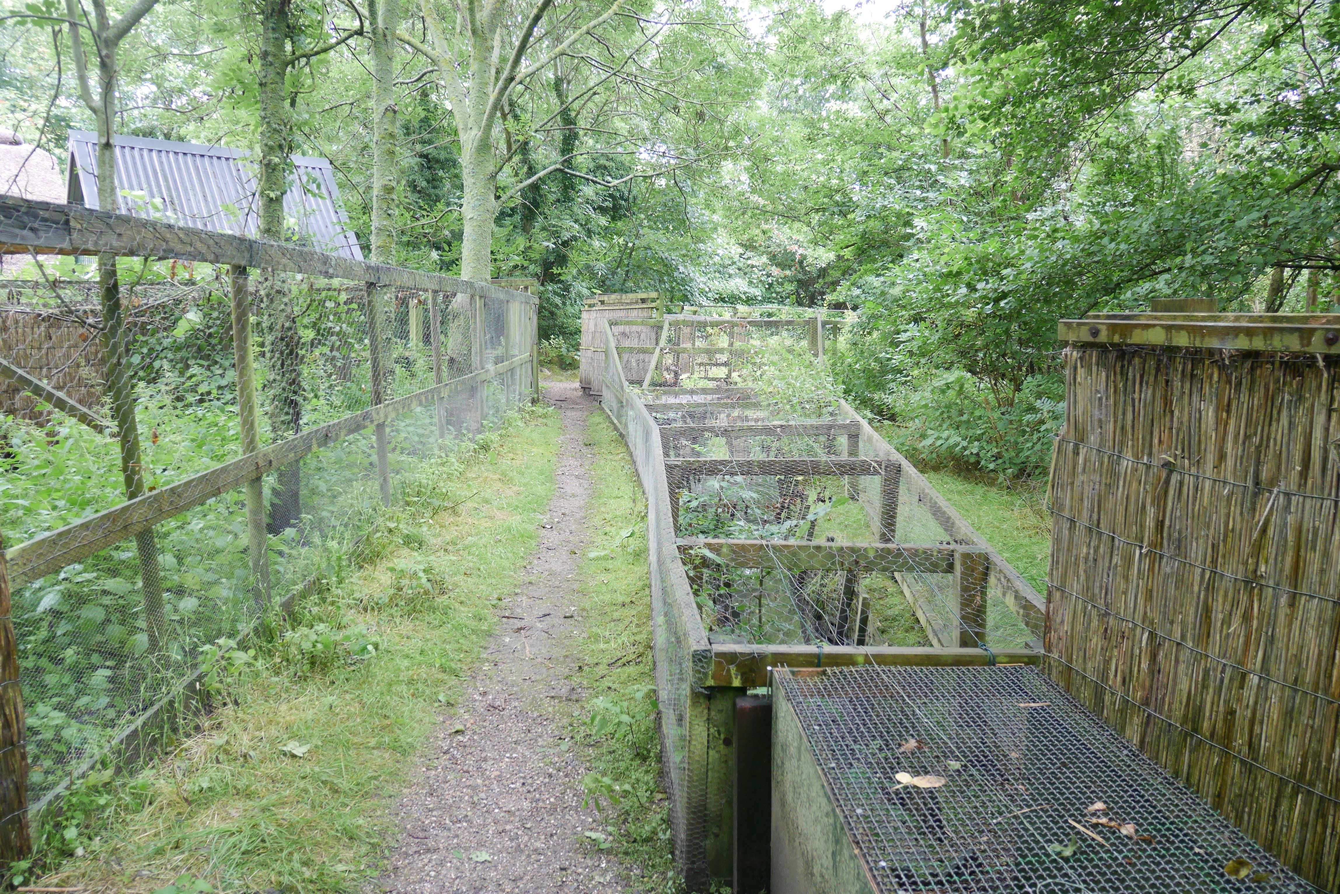 Brixumer Vogelkoje - Fangpfeifen