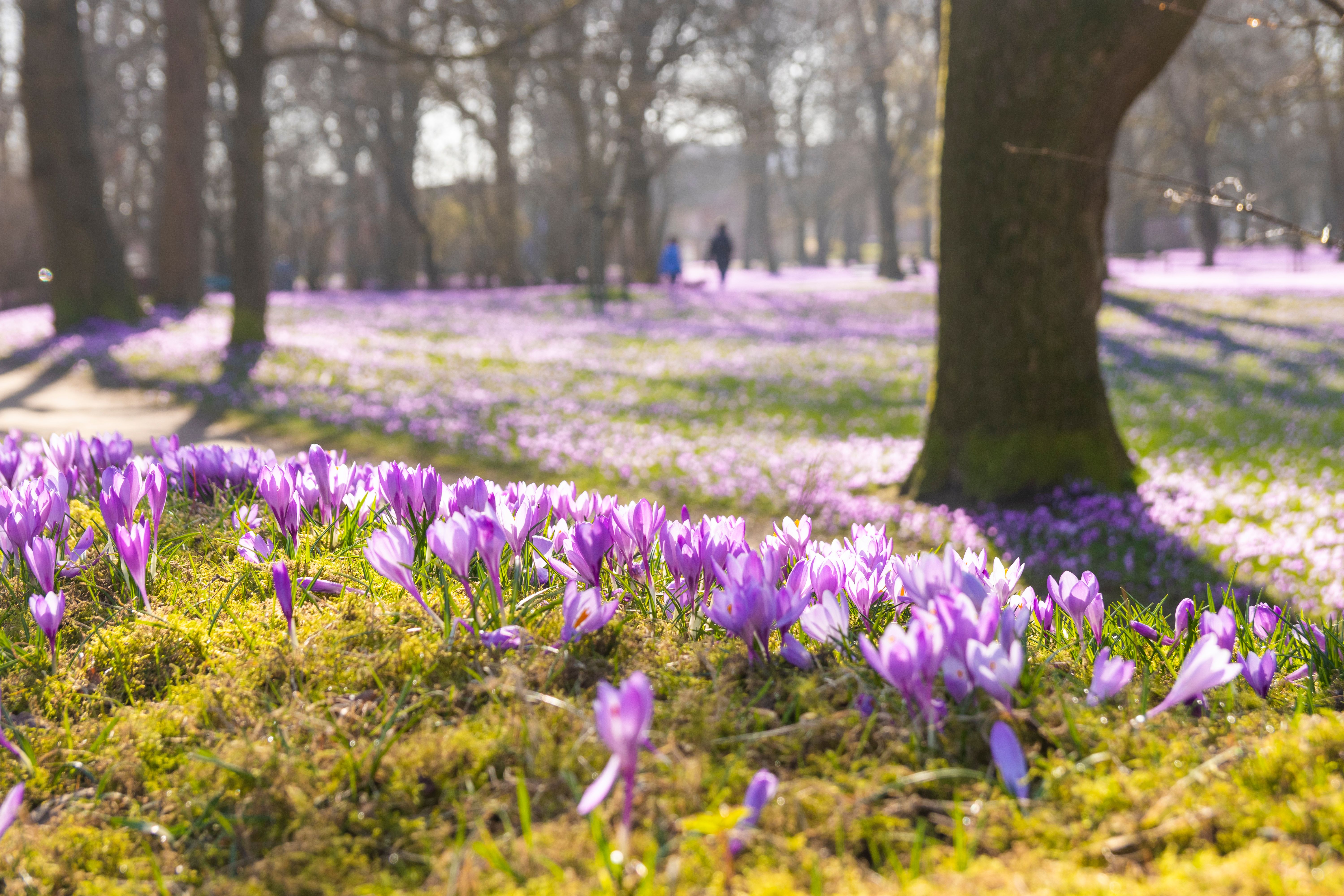 Krokusblüte in Husums Schlosspark