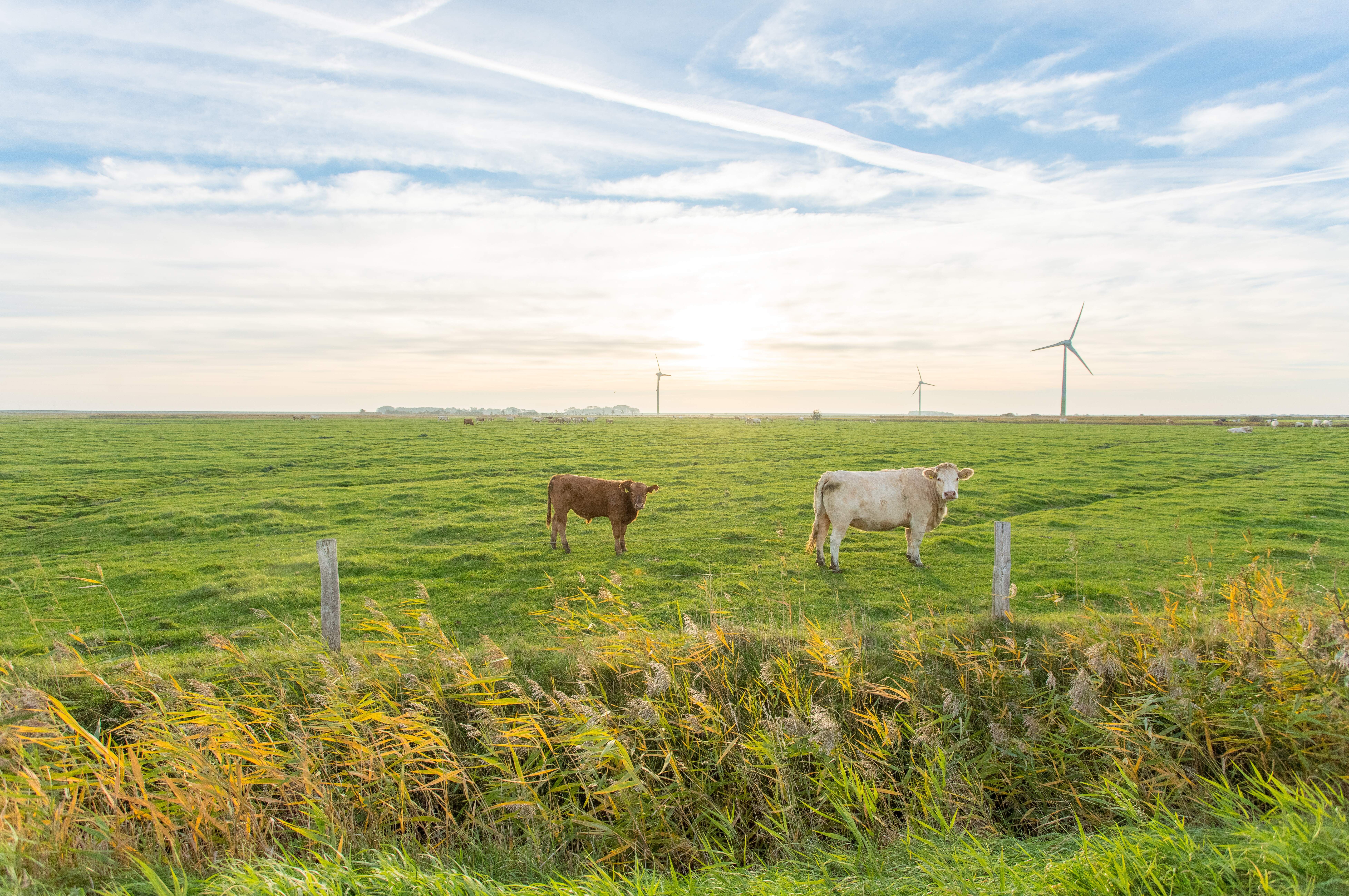 Zwei Kühe stehen auf einer Weide und grasen friedlich