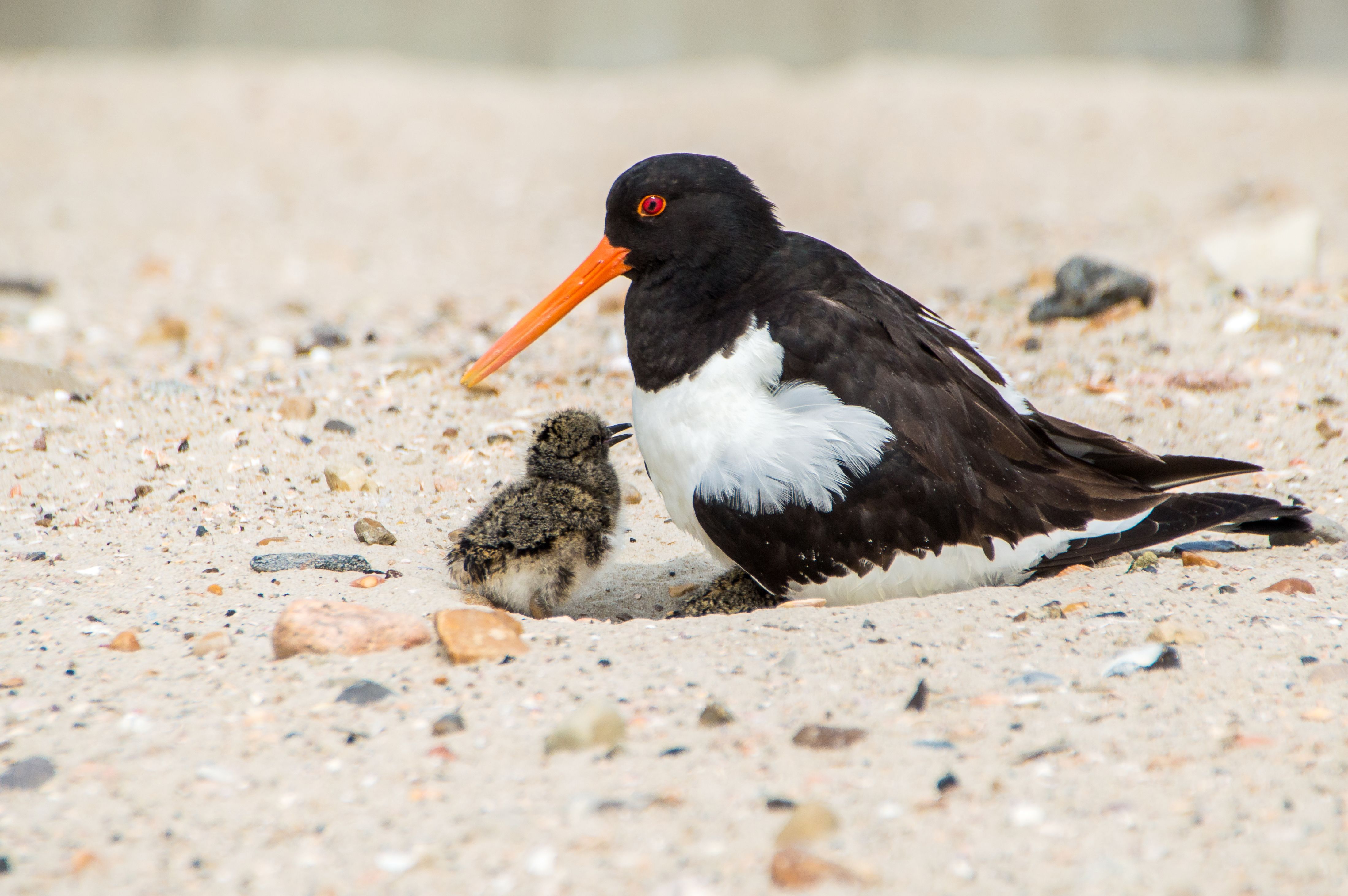 Ein Austernfischer mit seinem schwarz-weißen Gefieder und seinem markanten orangfarbenden Schnabel, behütet sein Junges, auf dem hellen Sandstrand - Foto: Föhr Tourismus GmbH/Christian von Stülpnagel