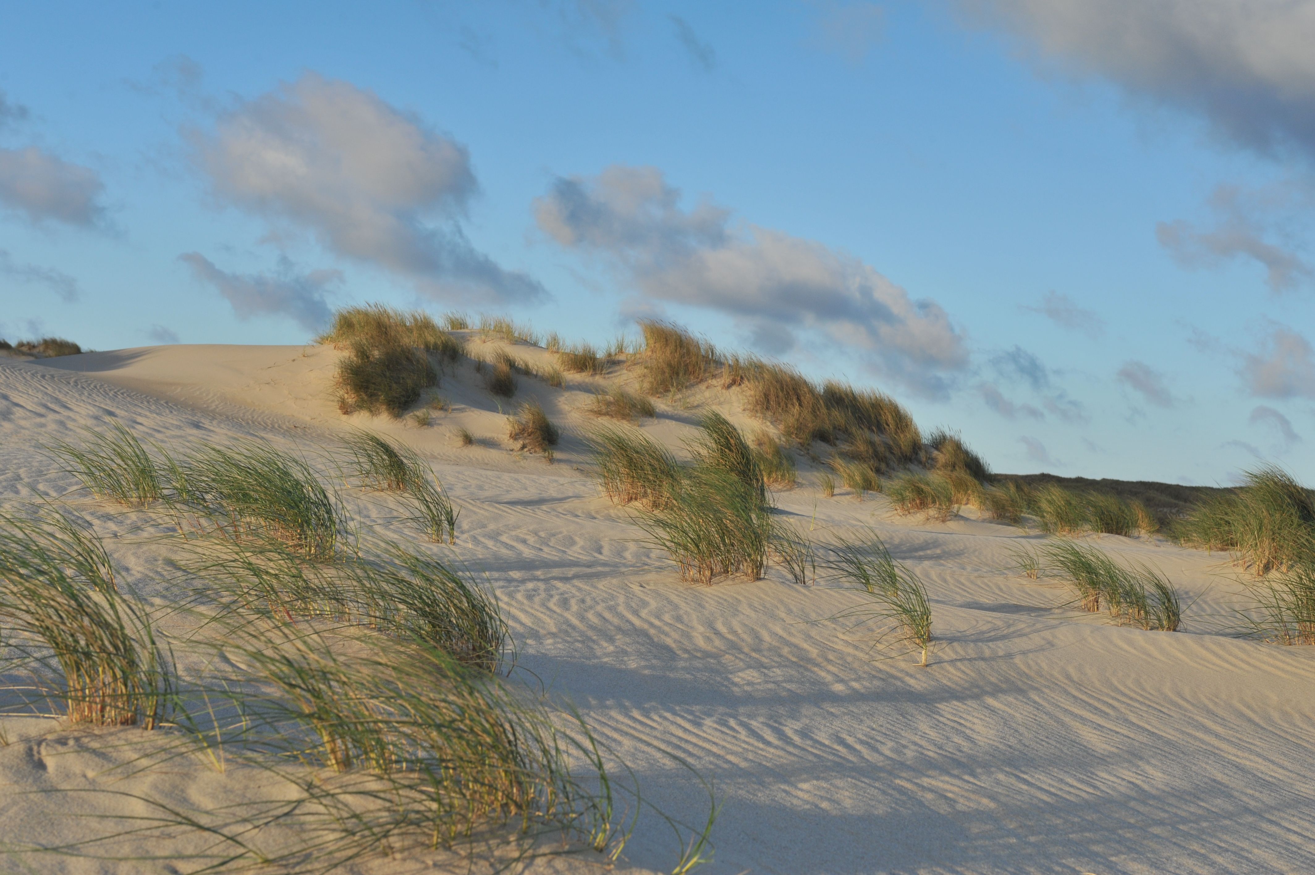 Düne auf Sylt