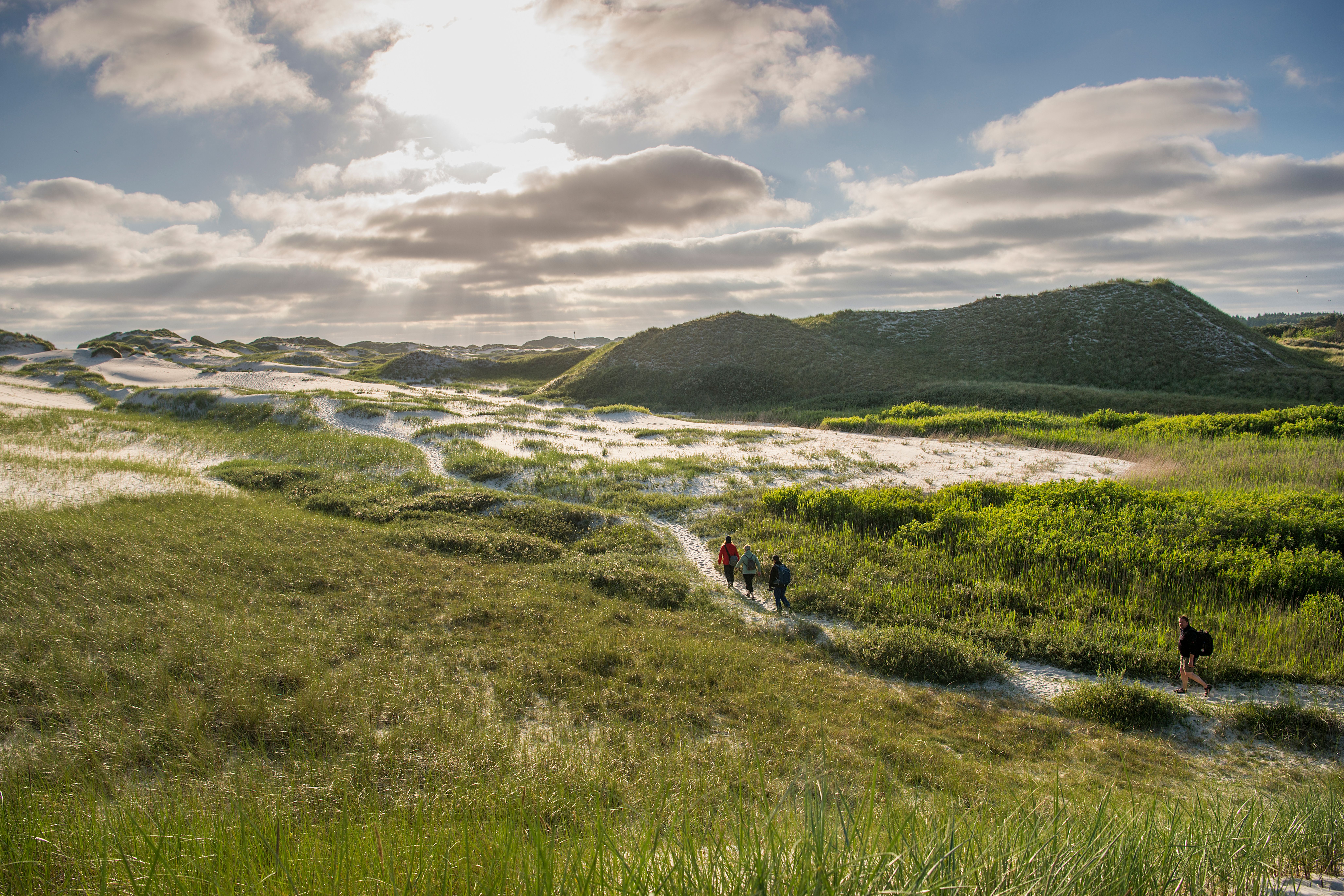 Drei Wanderer laufen auf einem Wanderweg durch die Amrumer Dünen