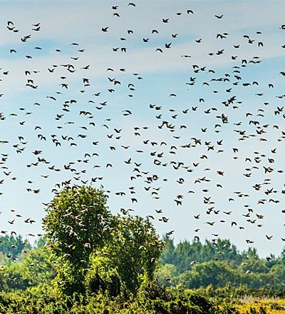 Vogelflug über grünes Waldgebiet