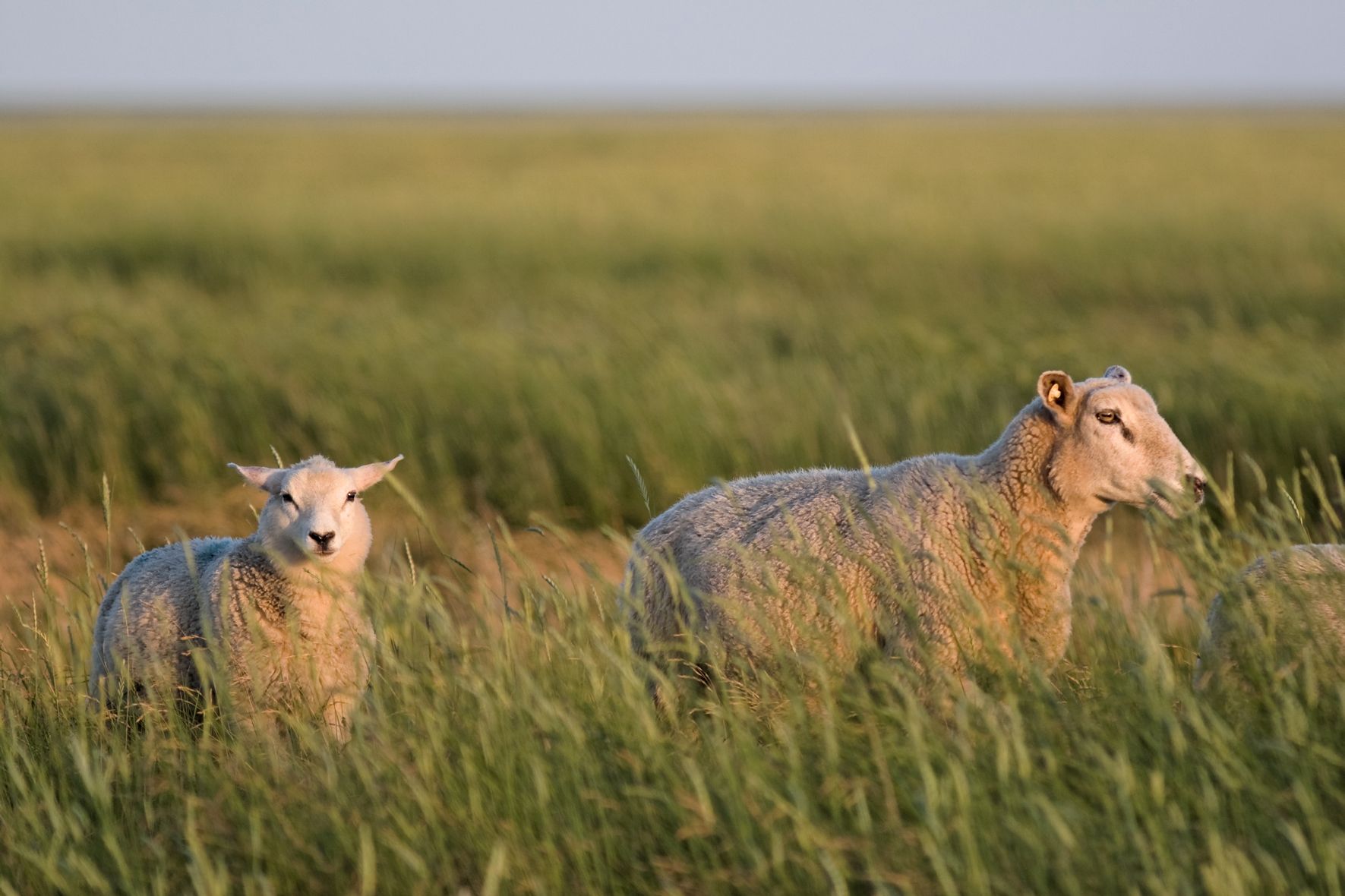 Zwei Schafe im Gras
