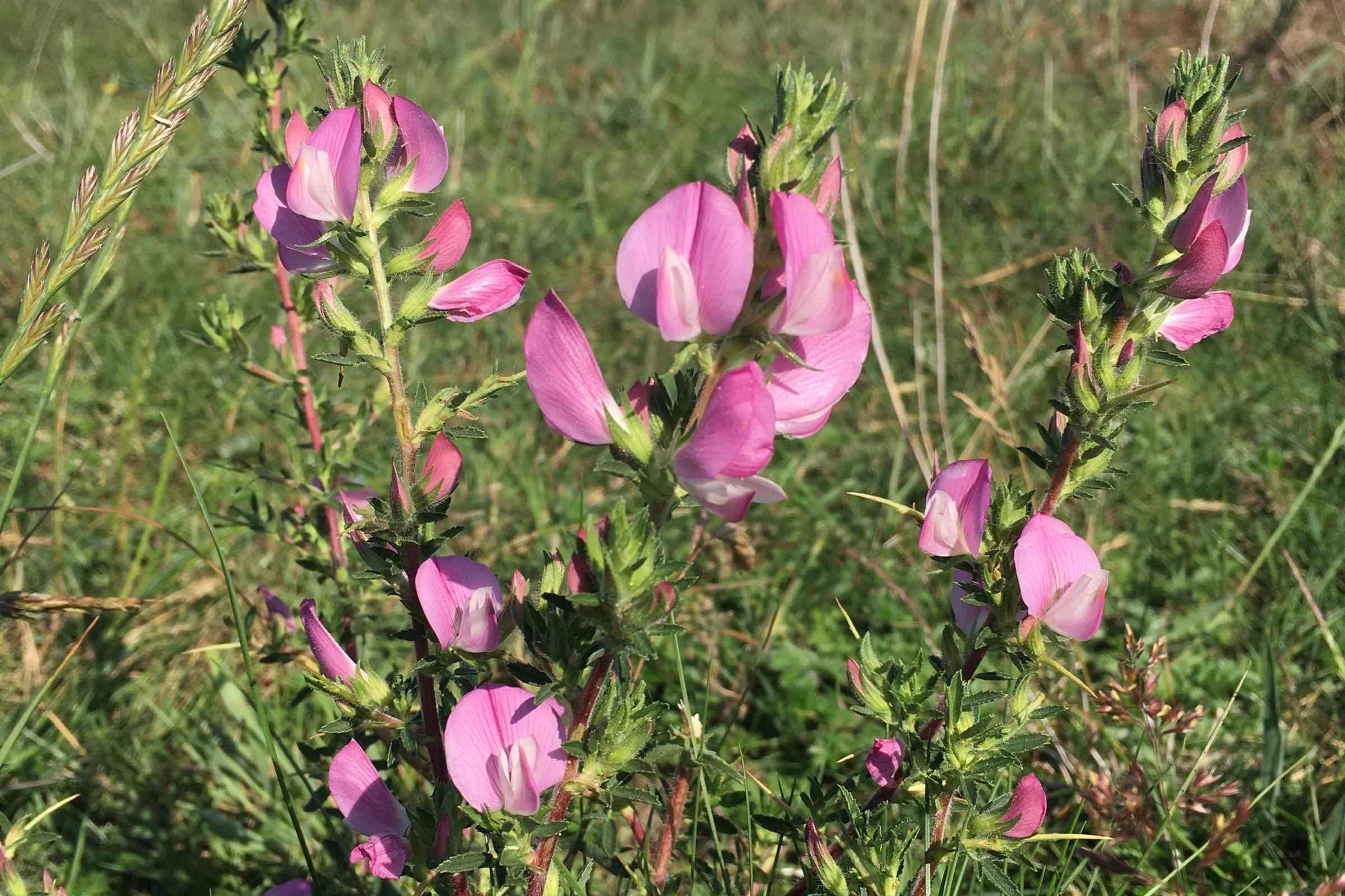 Farbenpracht am Meer: Die Salzwiese ist ein extremer Lebensraum, halb Meer, halb Land. Wir zeigen spezialisierte Pflanzen und Tiere und erkunden den Lebensraum mit allen Sinnen.
