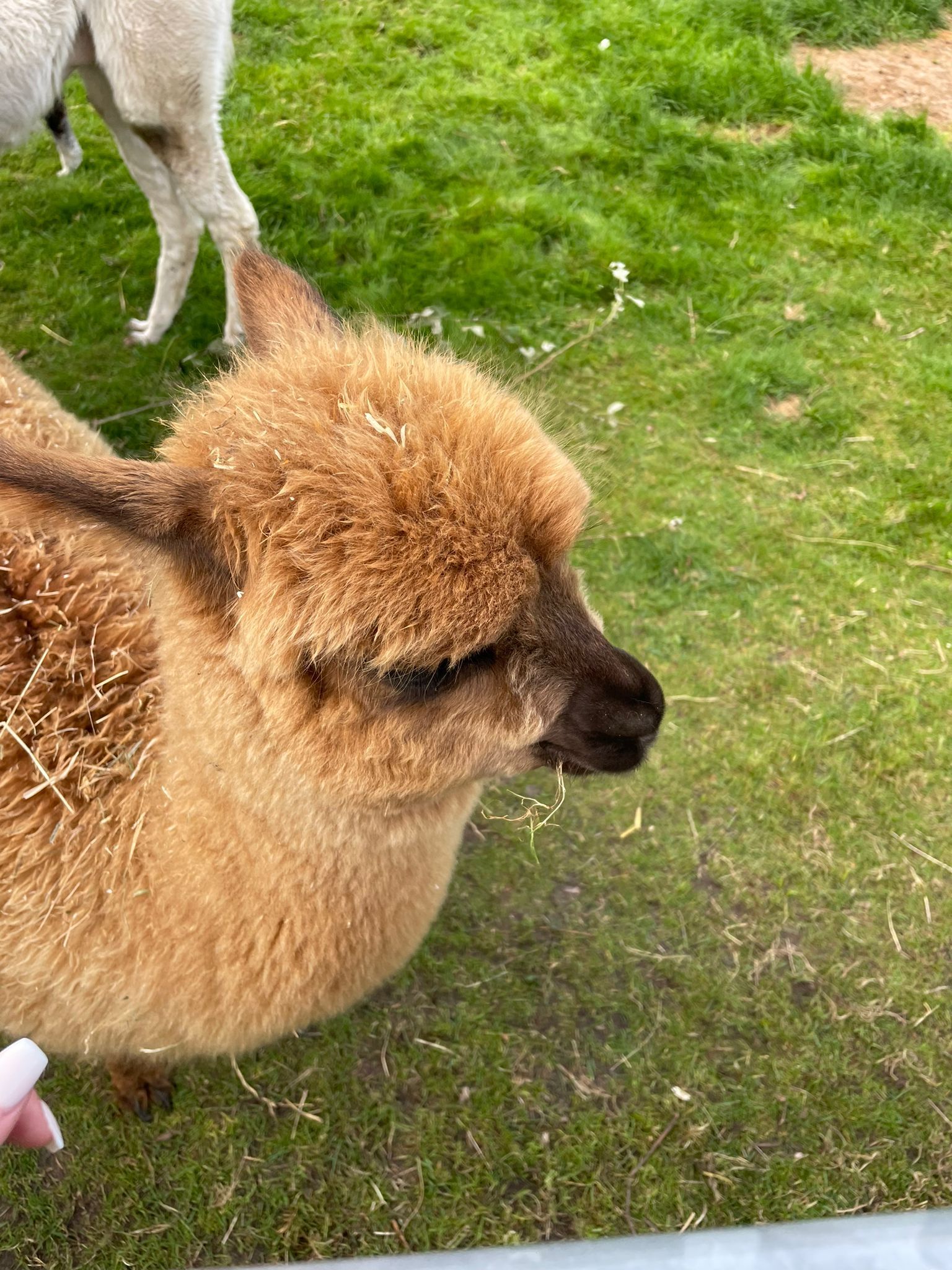 kleines, hellbraunes Lama