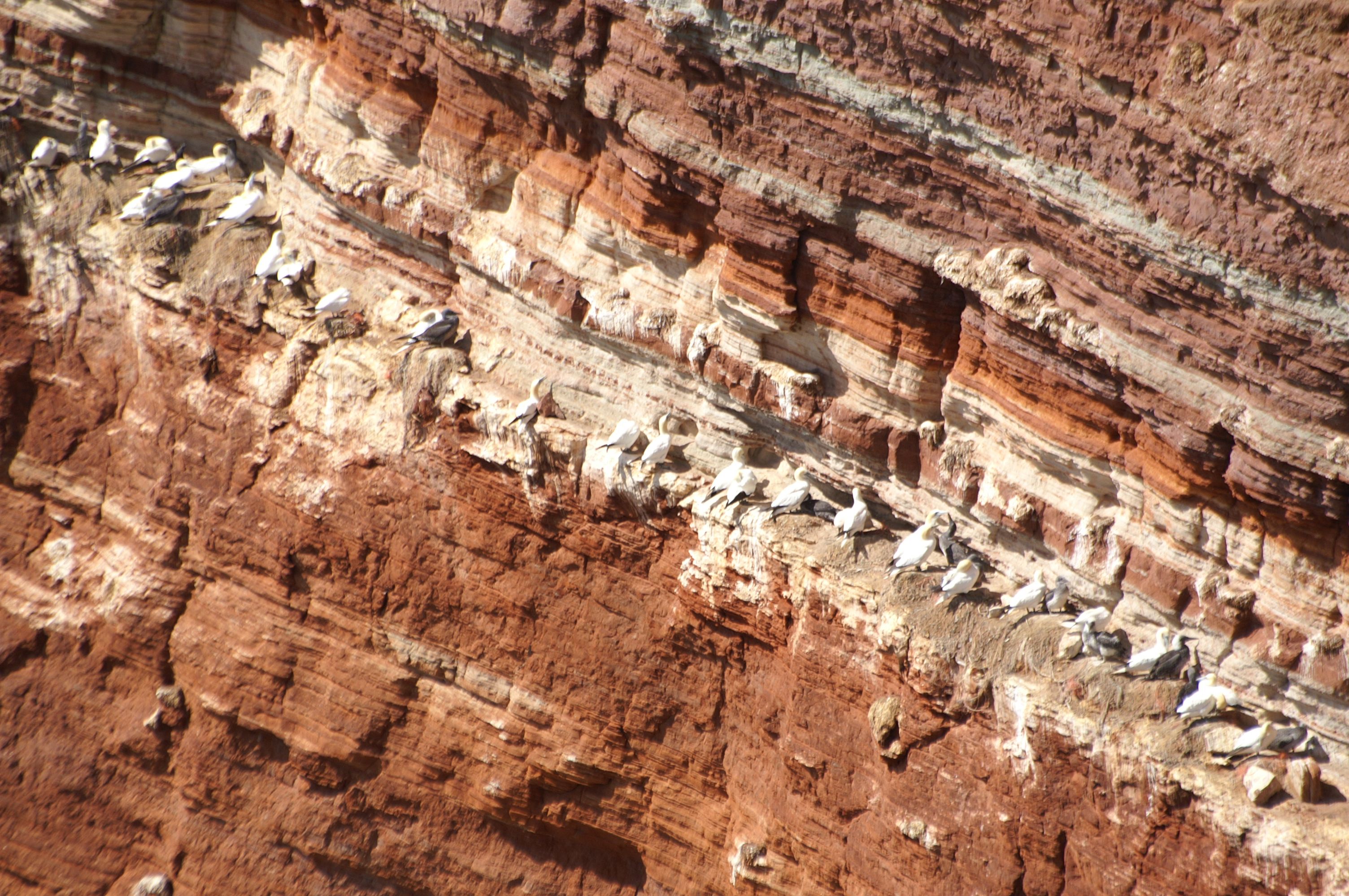 Nahaufnahme des Lummenfelsens auf Helgoland