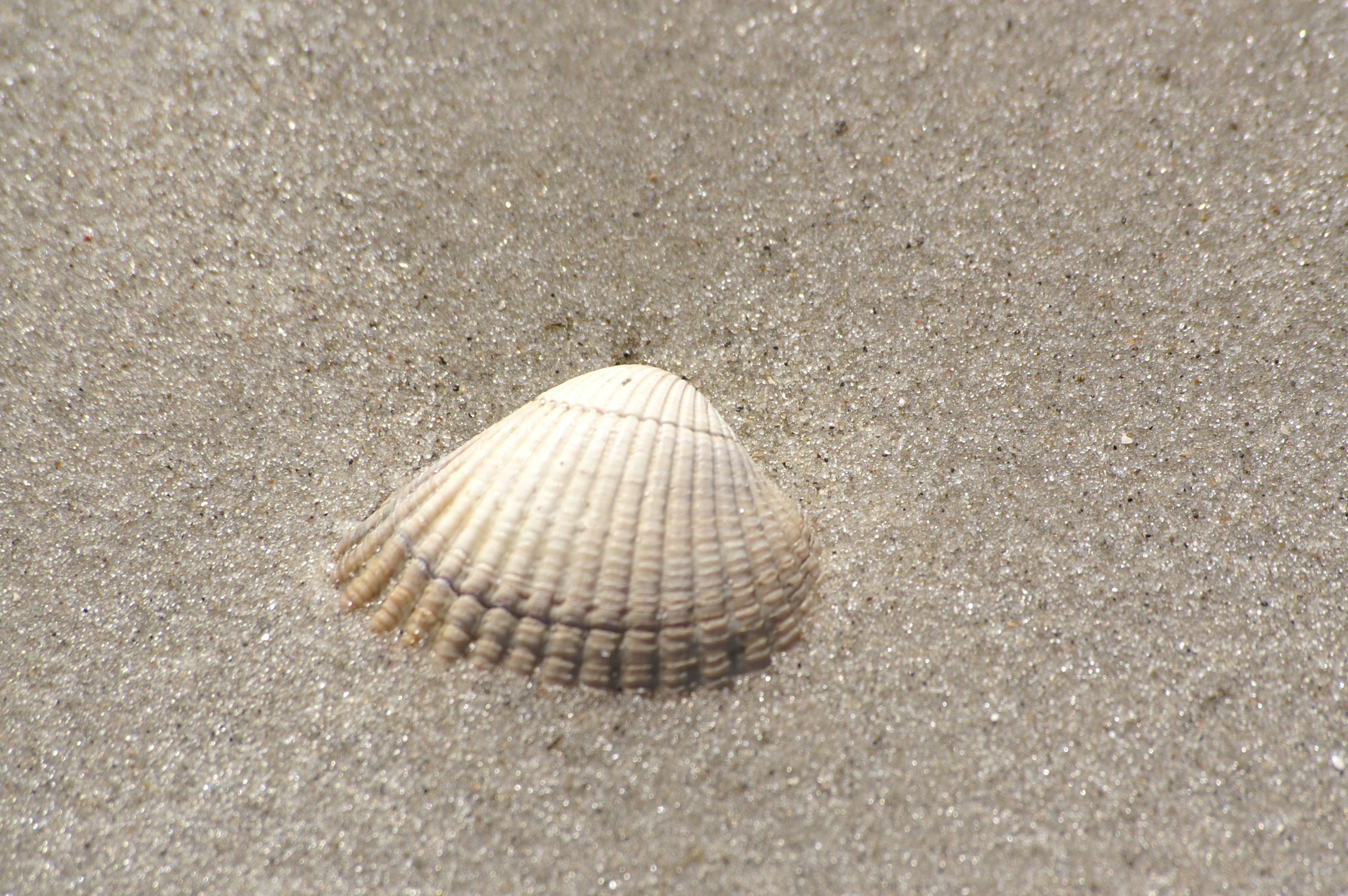 Muschel im Sand