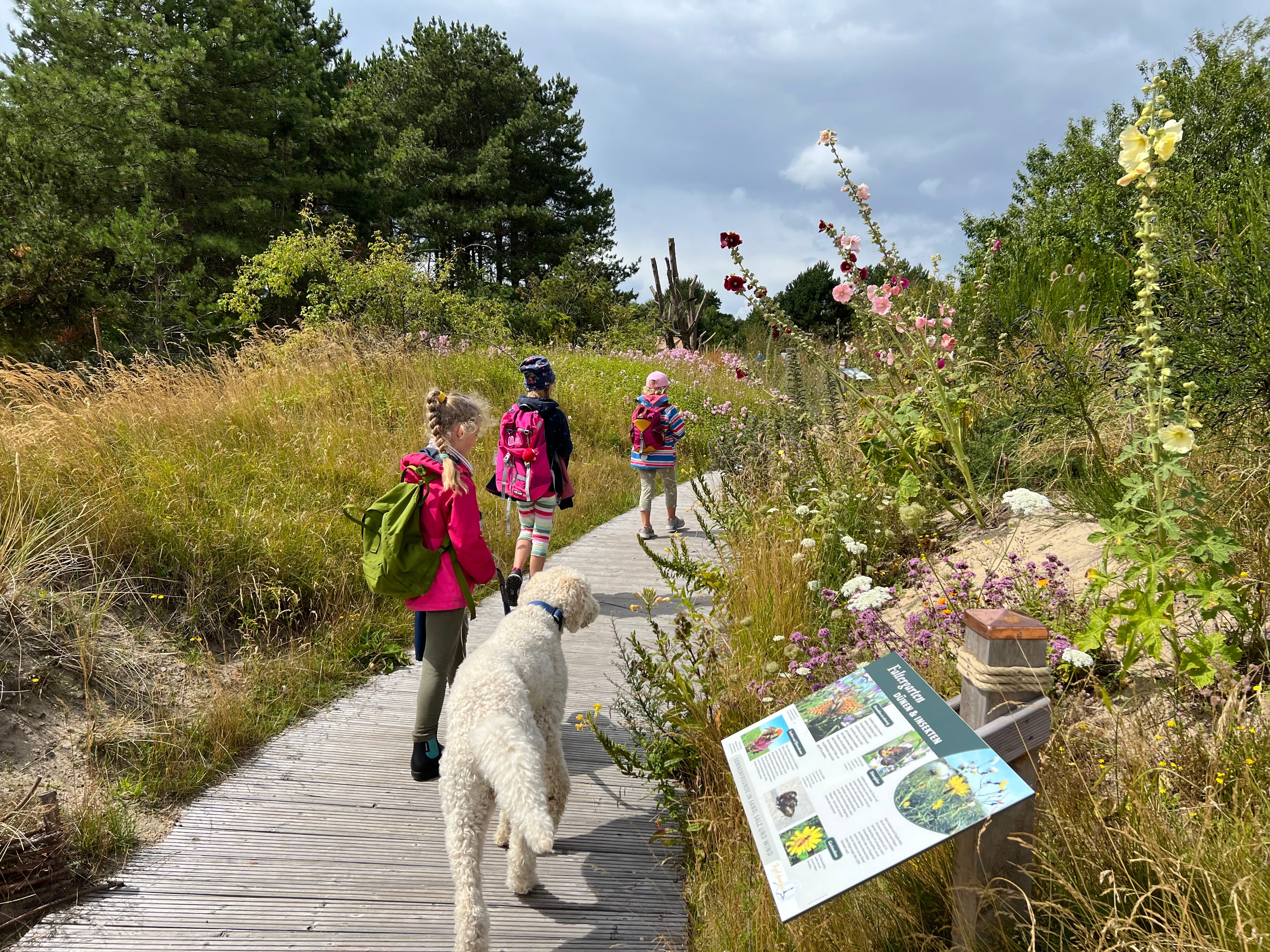 Kinder mit Rucksäcken und einem weißen Hund, gehen auf einem Holzbohlenweg durch den bunten Faltergarten.