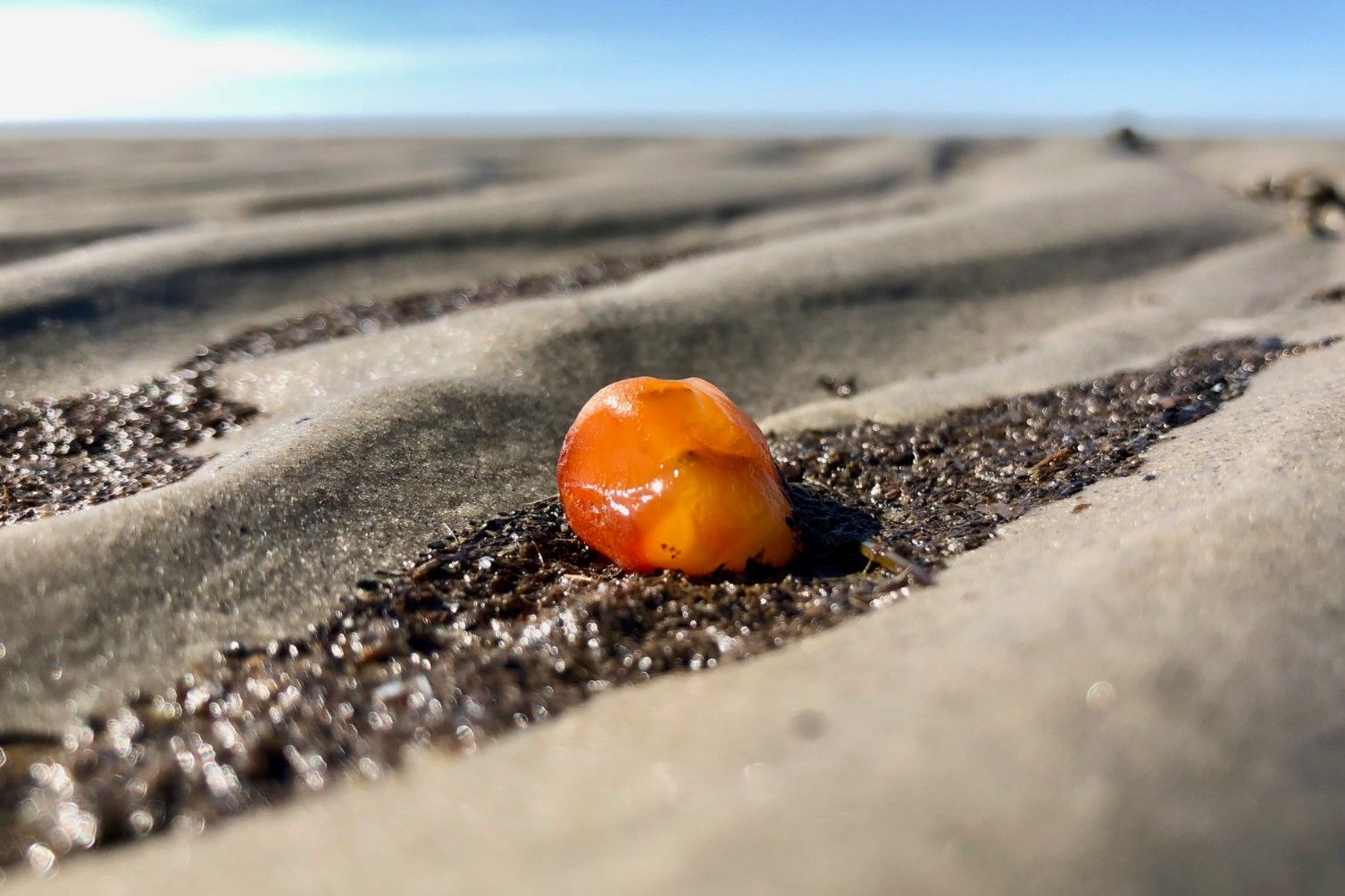 Bernstein, das Gold der Nordsee. Wir erklären, woran Sie ihn erkennen.