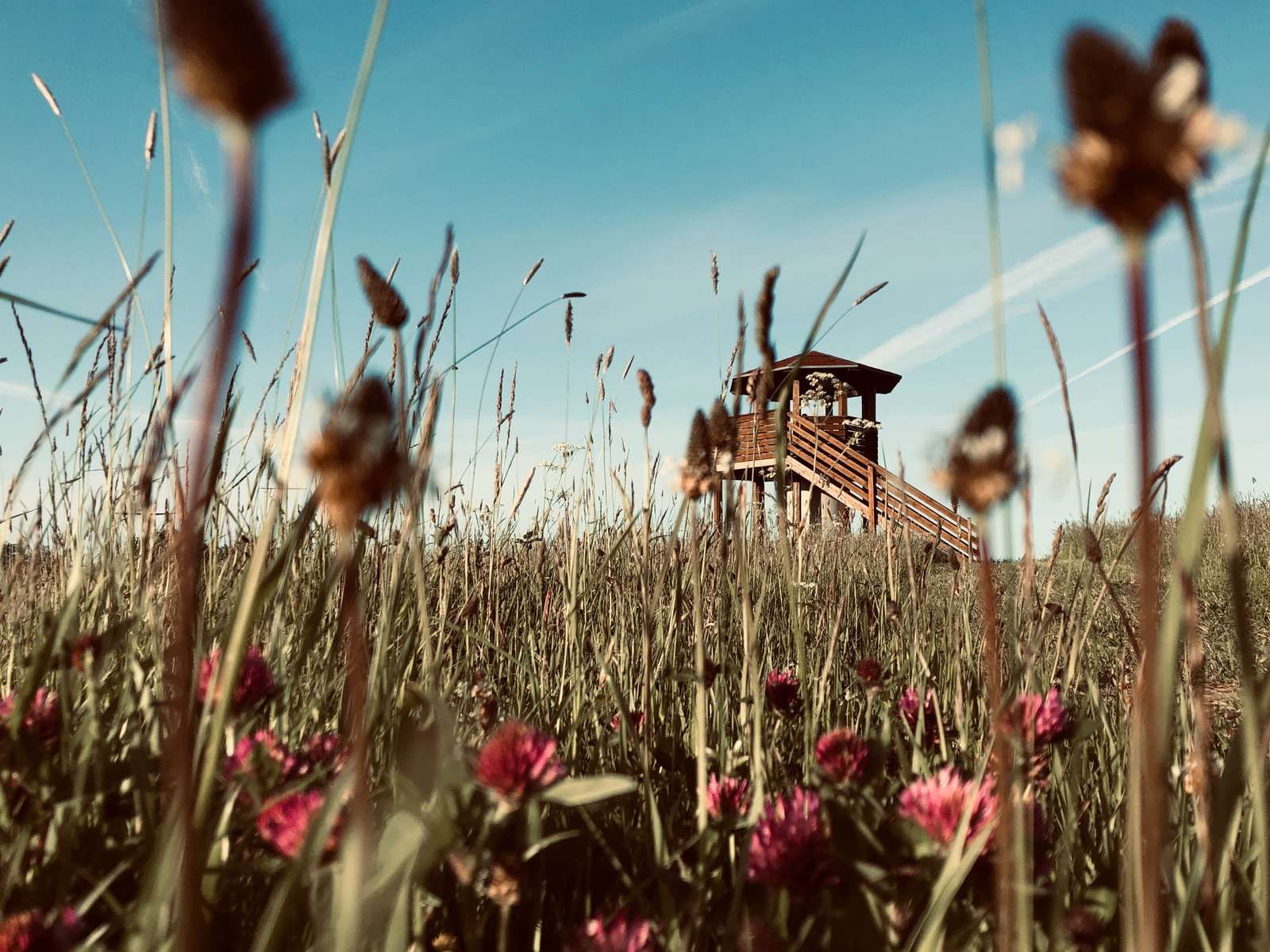 Blick durch die grüne, wilde Wiese hin zum Aussichtsturm im Katinger Watt