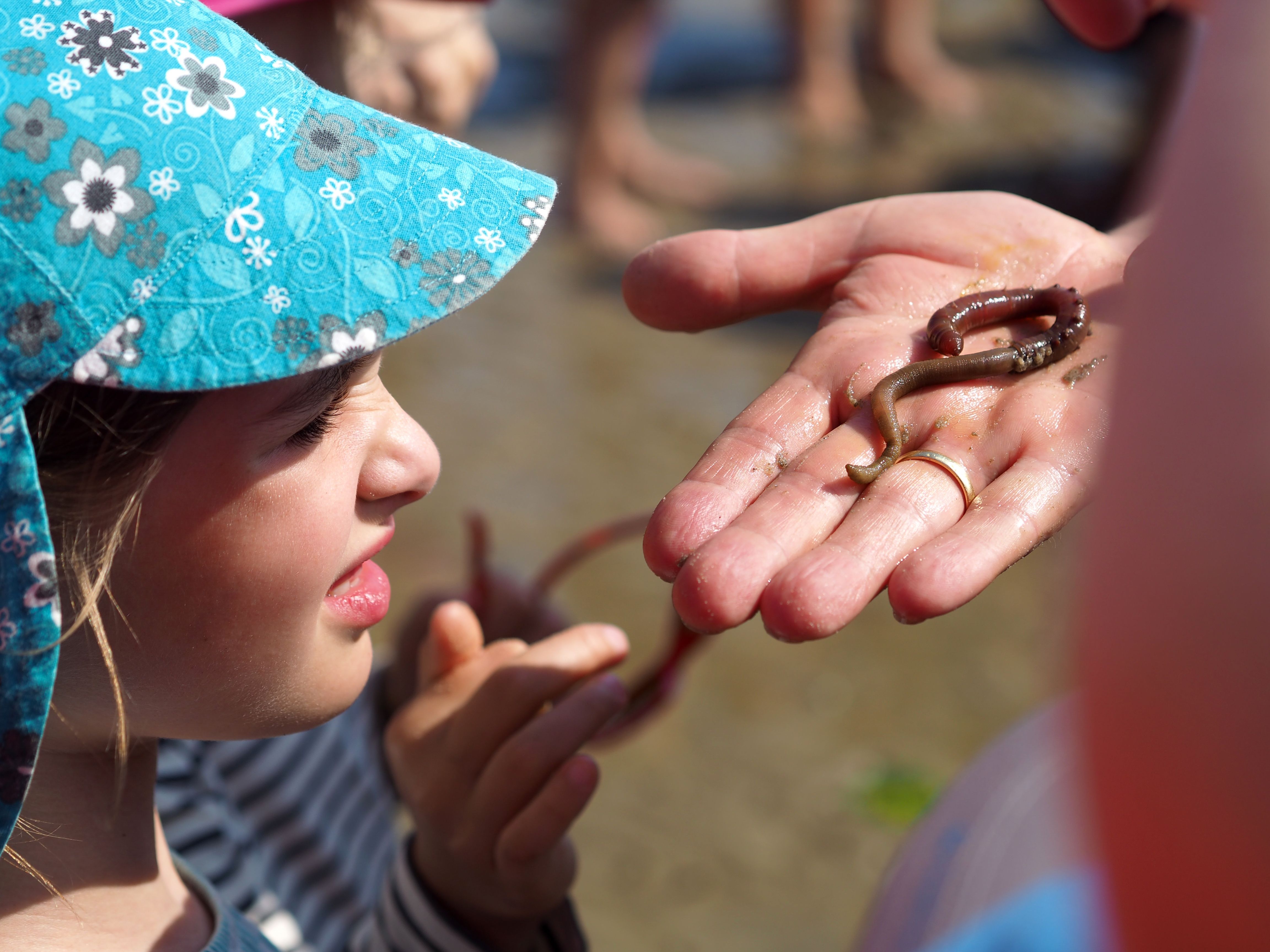 Ein Kind mit blauem Sonnencapy betrachtet einen Wattwurm, den der Wattführer ihr in seiner offenen Hand zeigt. - Foto: Föhr Tourismus GmbH | Heike Link