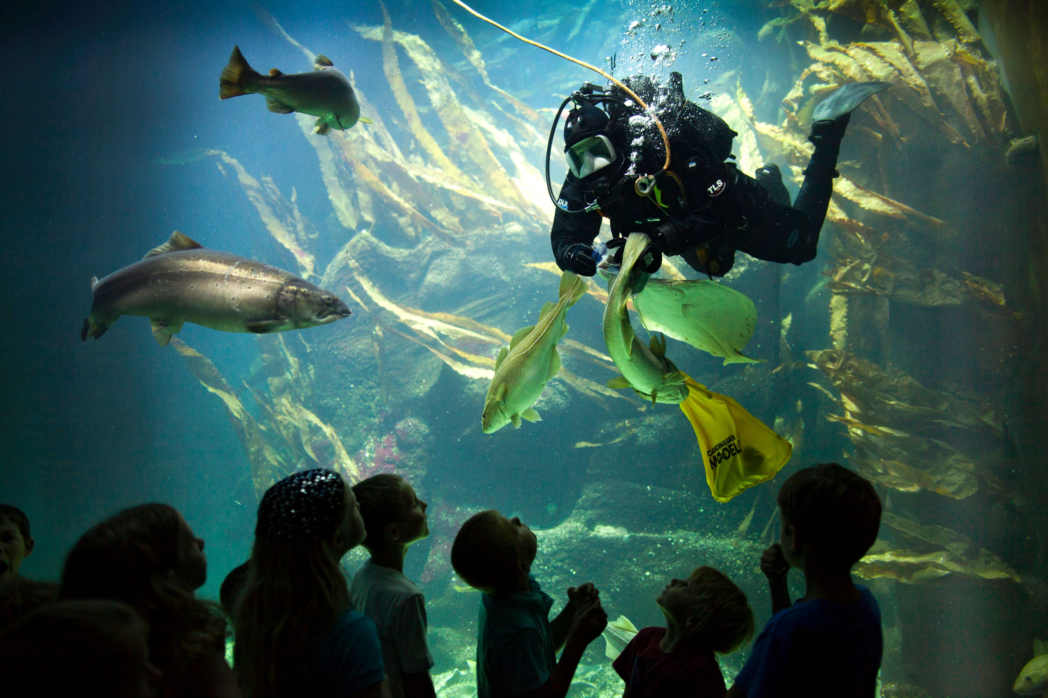 Taucher im Aquarium im Multimar