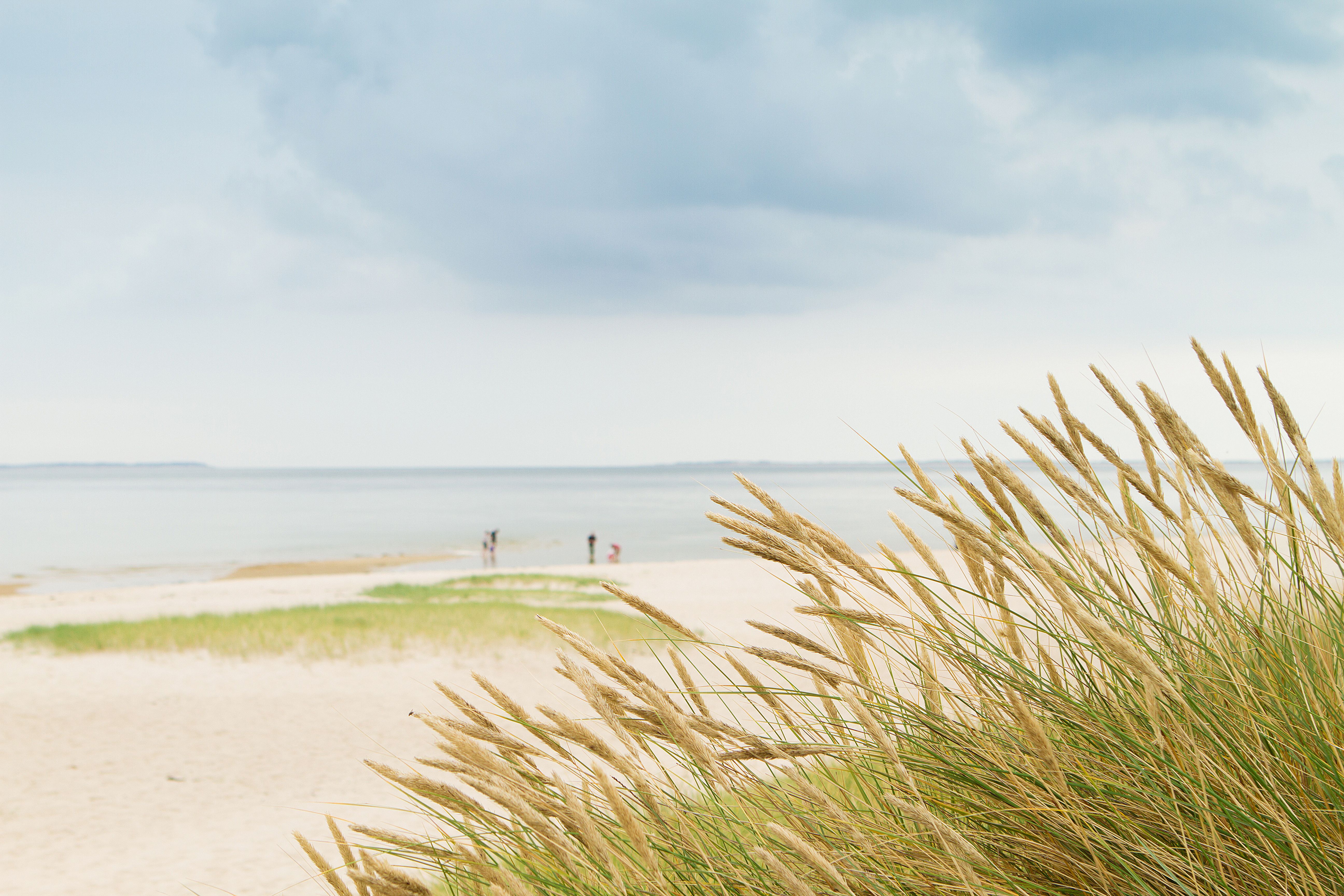 Dünengras am Strand