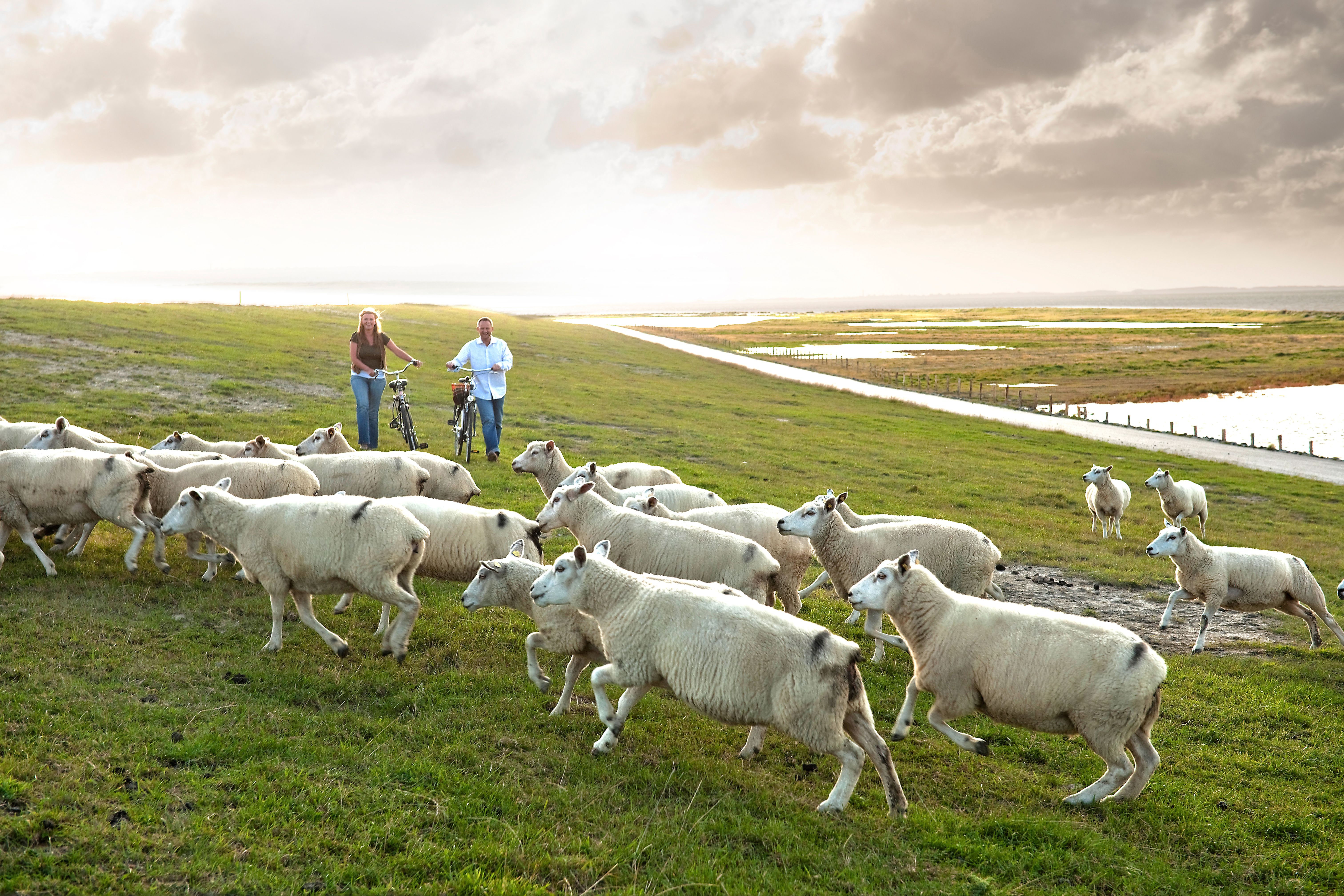 Ein Paar schiebt seine Fahrräder in der oberen Hälfte auf der Seeseite eines Deiches, dabei kreutzen einige Schafe ihren Weg. Foto: Föhr Tourismus GmbH | Oliver Franke