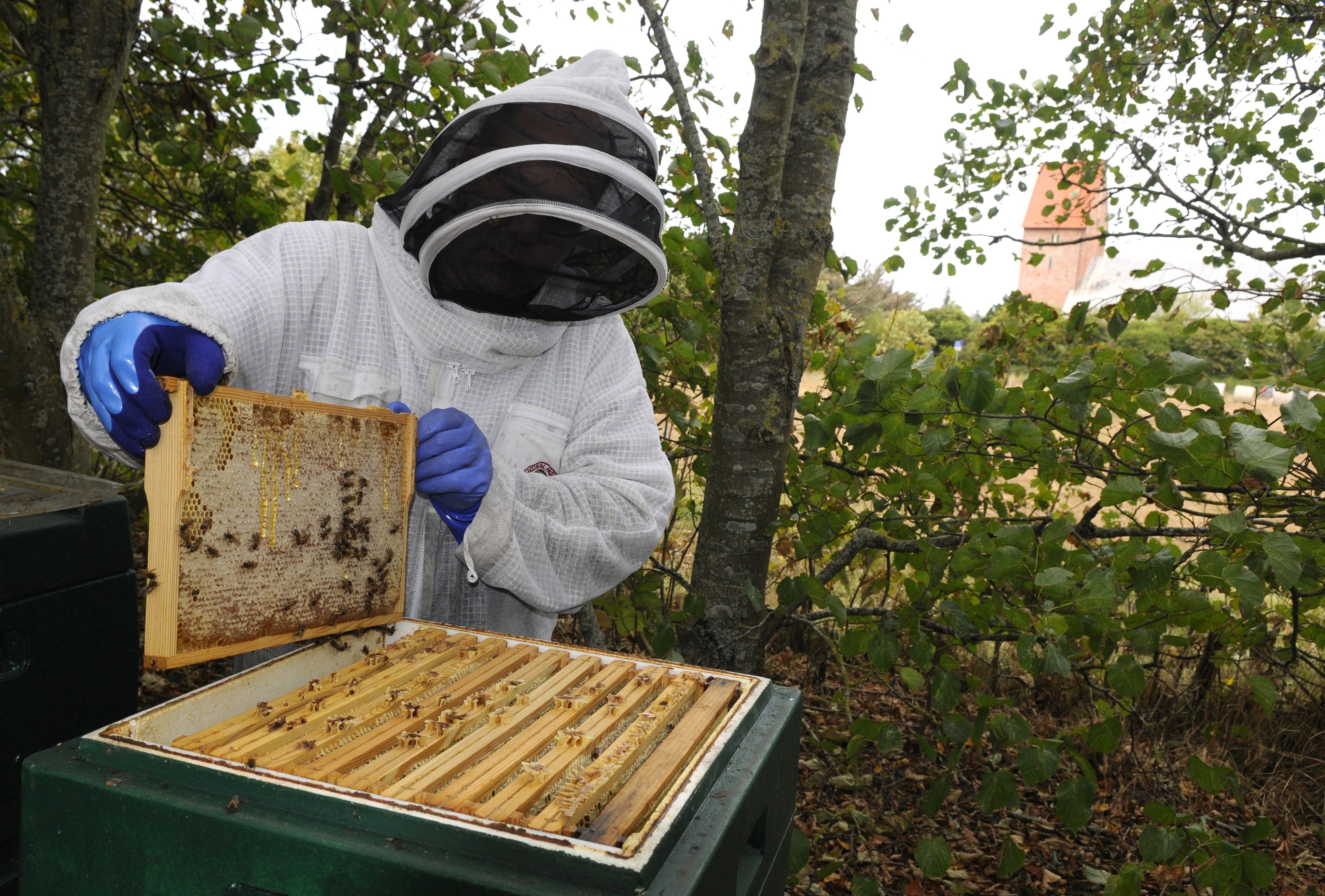 Der Imker in voller Montur bei der Arbeit am geöffneten Bienenstock. Foto: Sylt Marketing