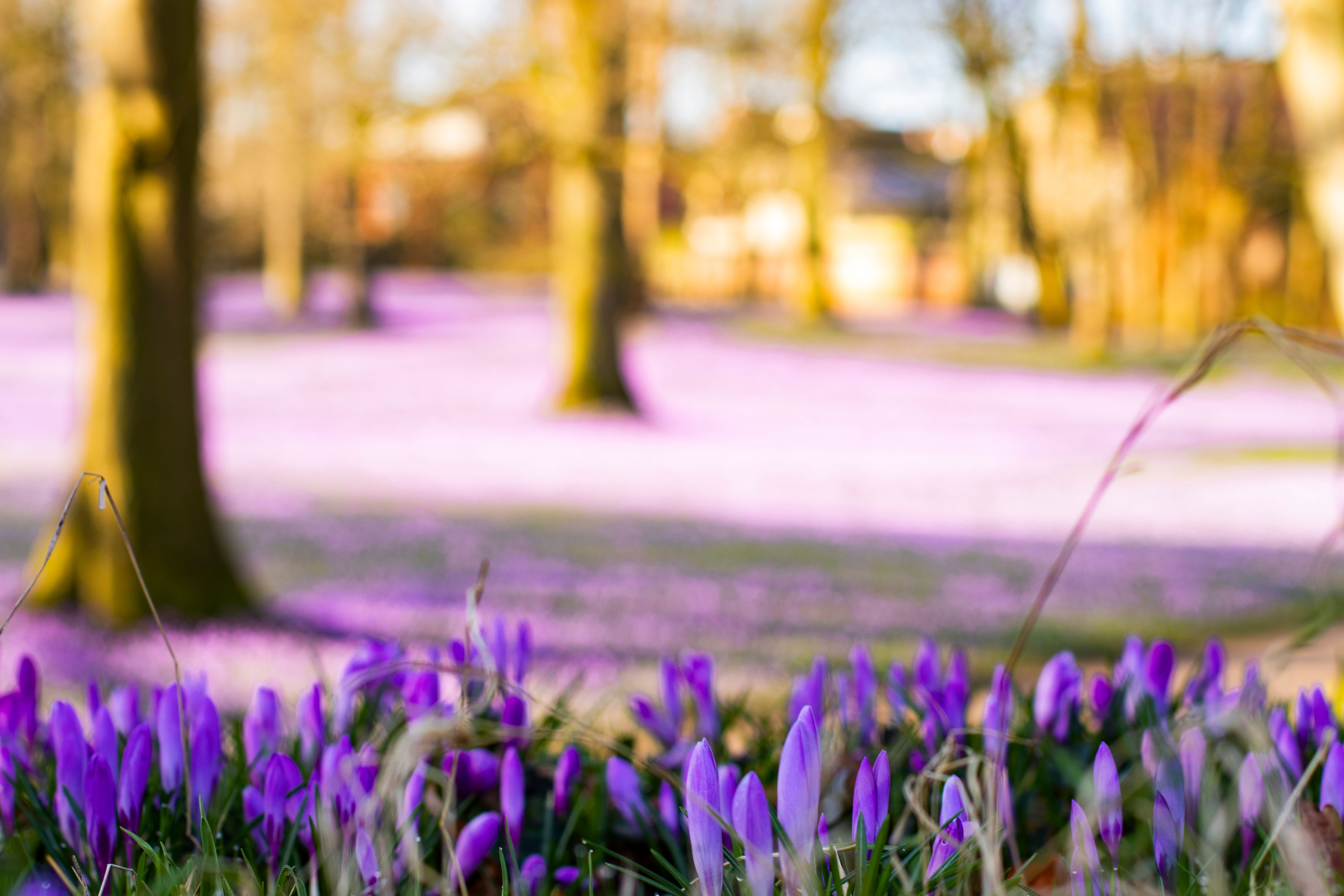 Lila Blüten im Schlosspark