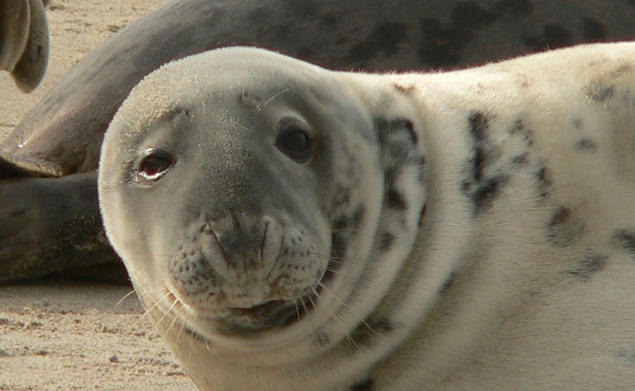Robben auf Helgoland