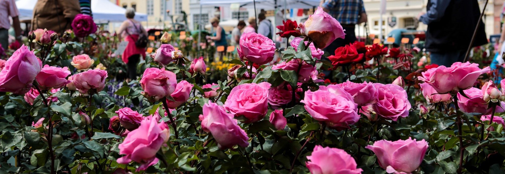 Prachtvolle Rosen in Friedrichstadt