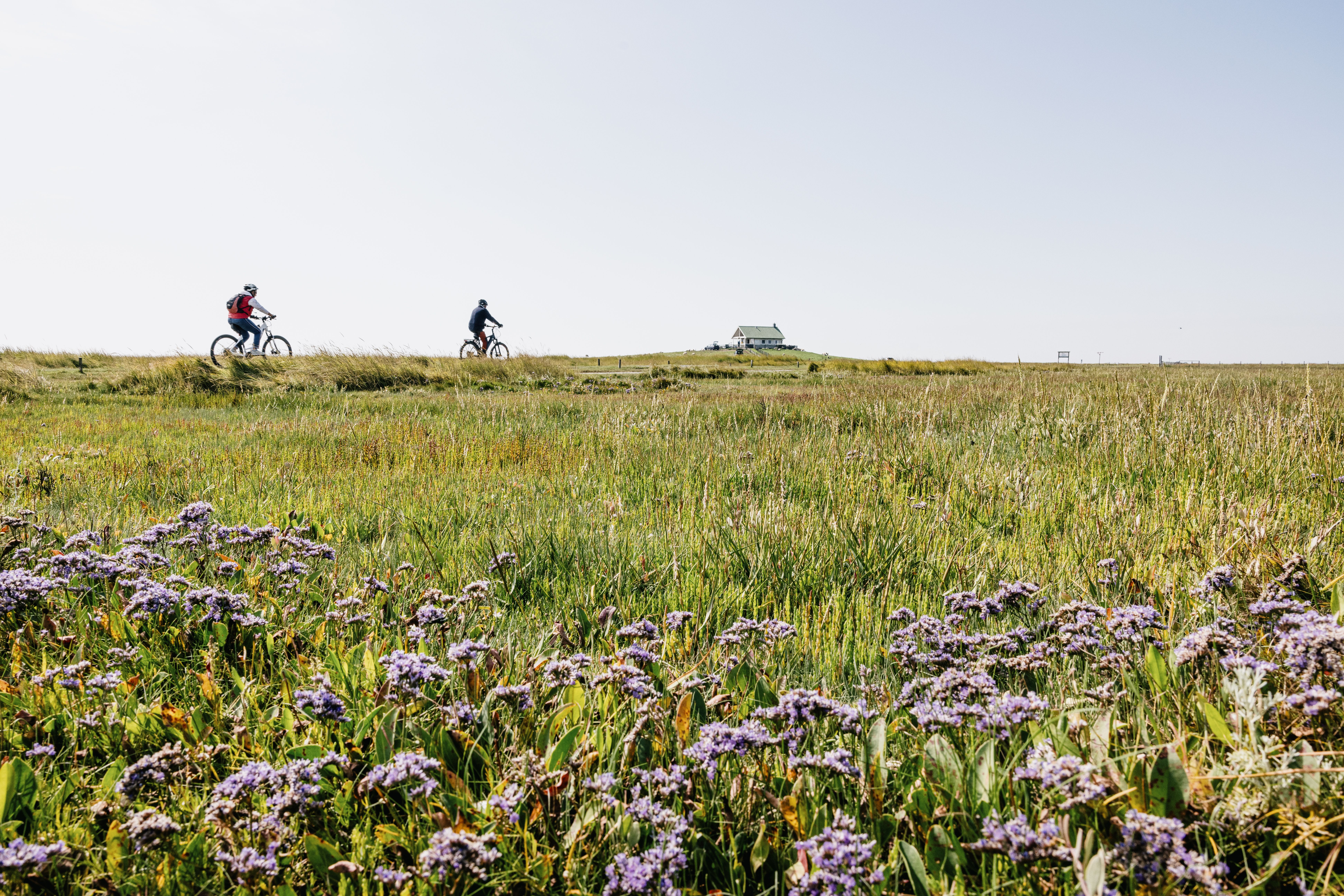 Mit dem Fahrrad auf der Hamburger Hallig unterwegs.