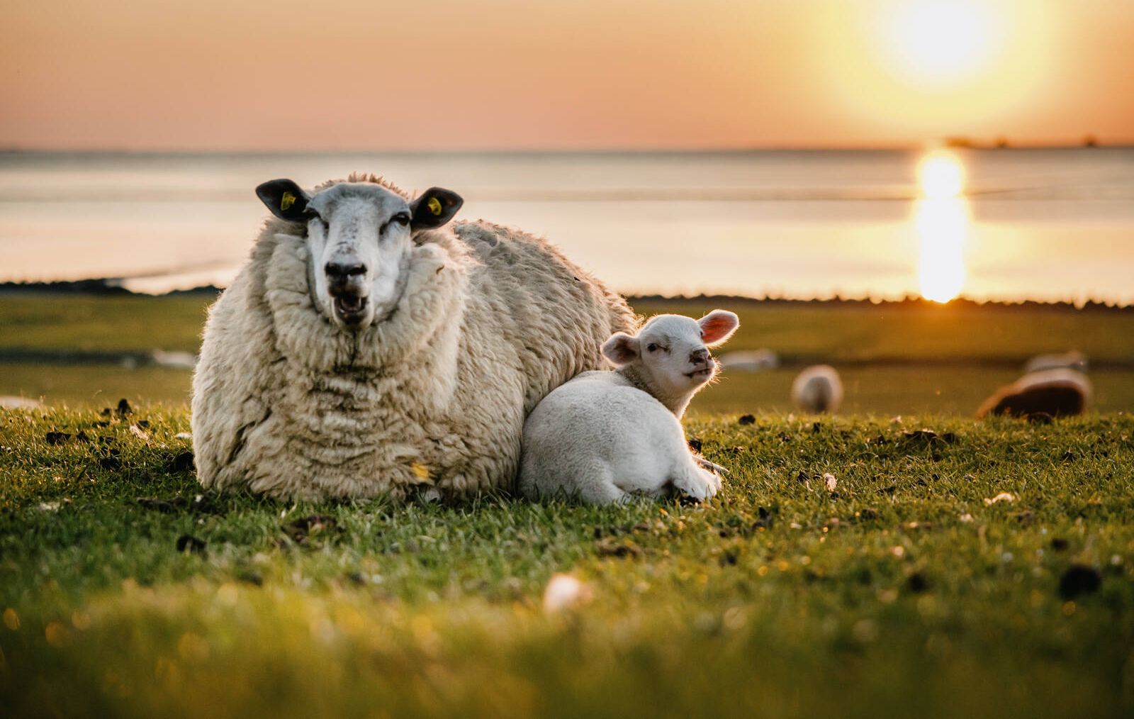 Schaf mit Lamm liegt auf dem Deich, im Hintergrund geht die Sonne über dem Meer unter
